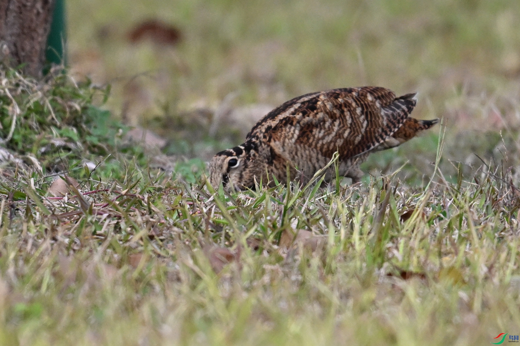 DSC_8579.JPG