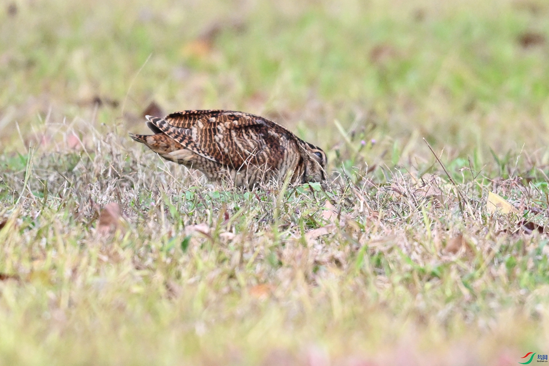DSC_8600.JPG