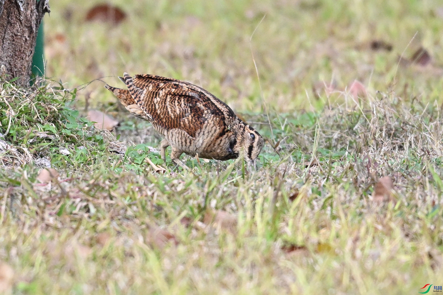 DSC_8546.JPG