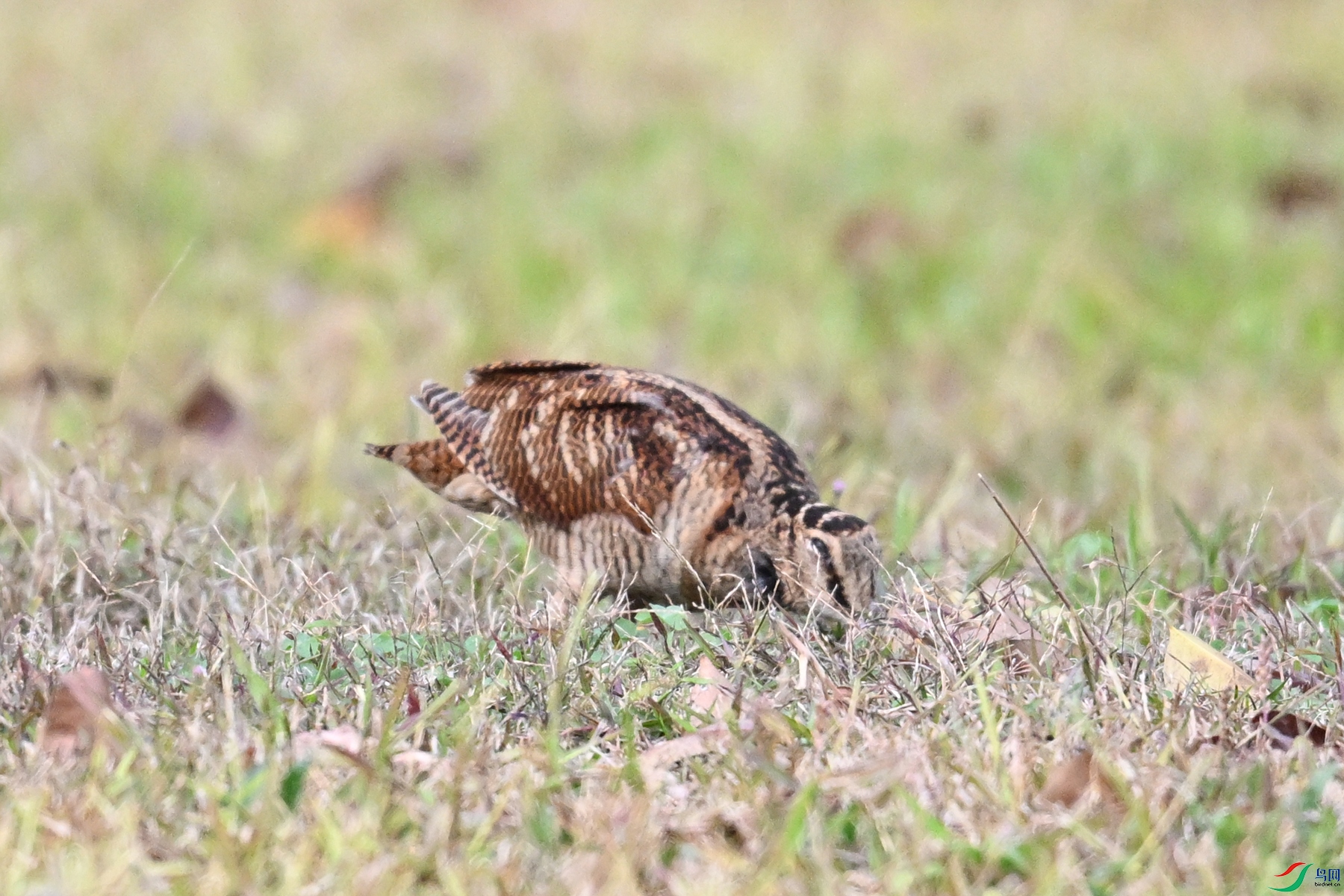 DSC_8603.JPG