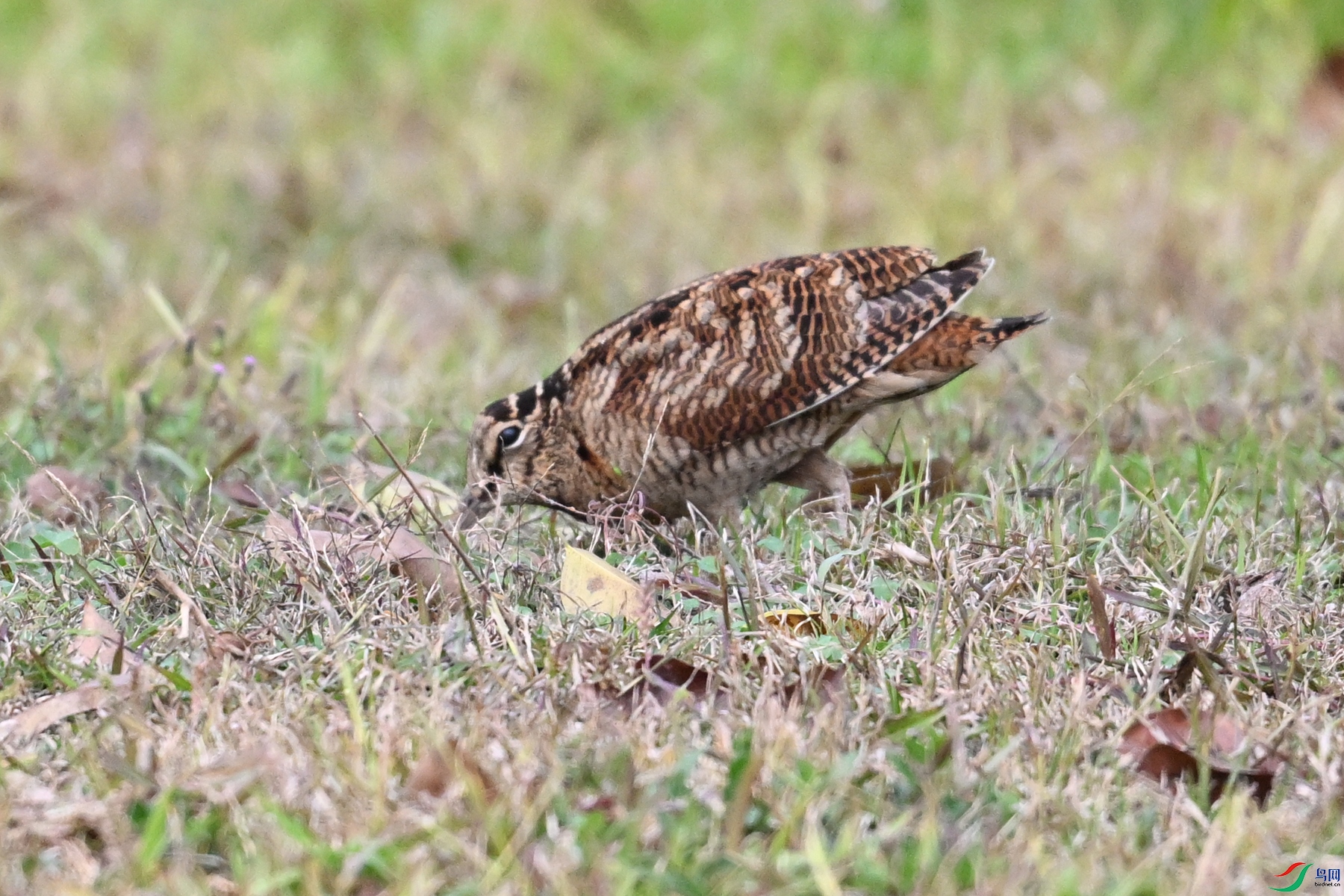 DSC_8618.JPG