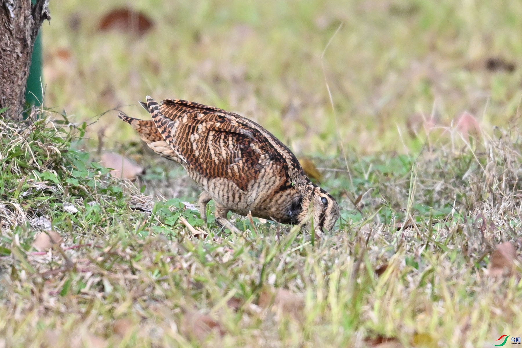 DSC_8548.JPG
