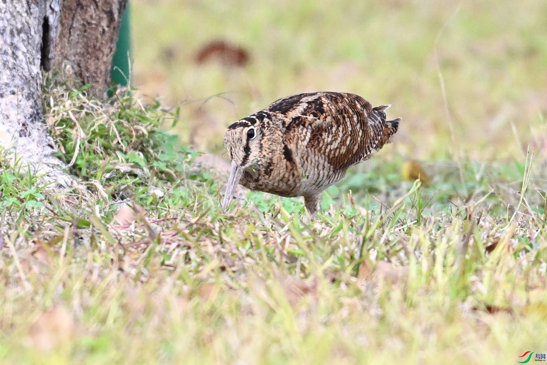 DSC_8585.JPG