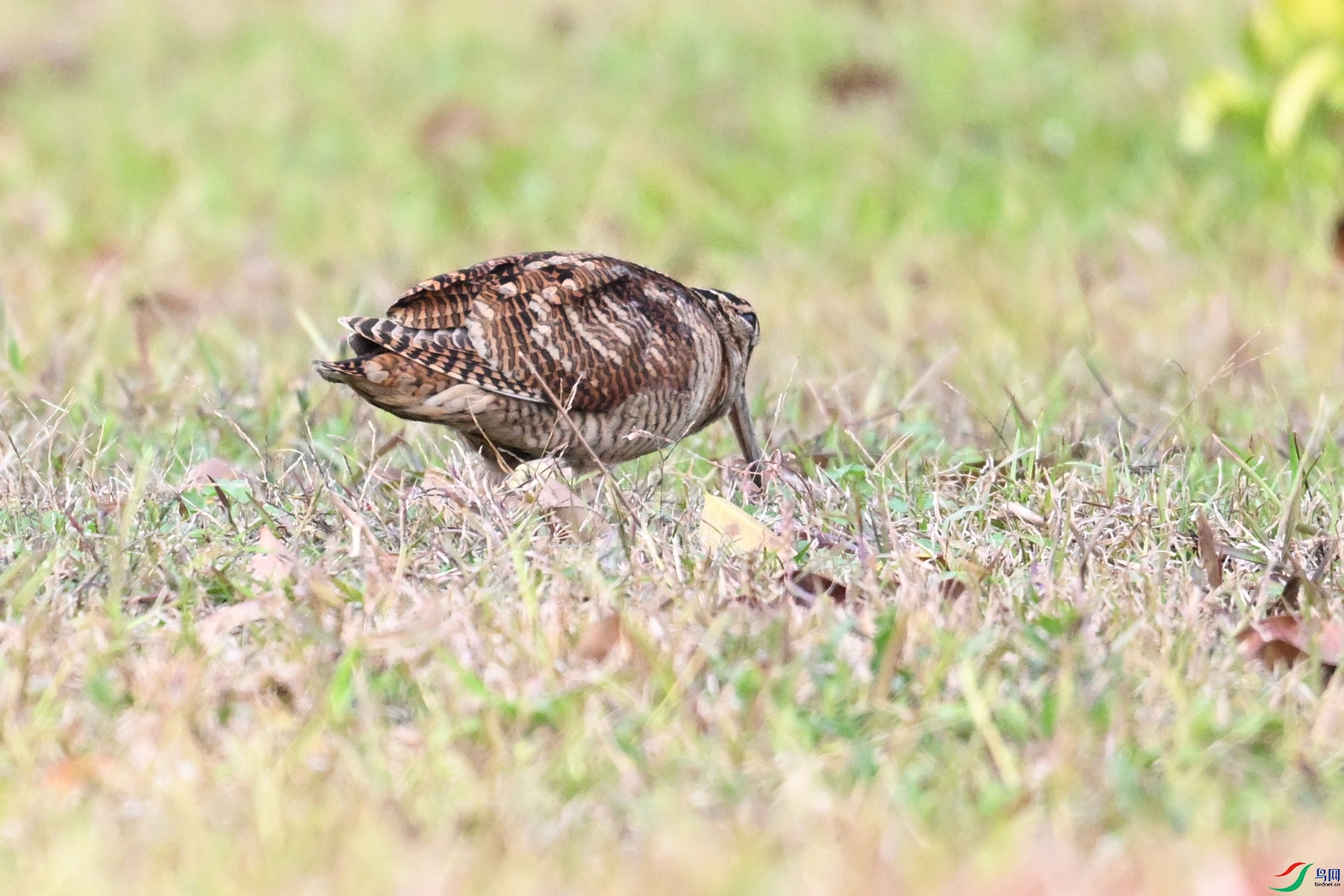 DSC_8606.JPG