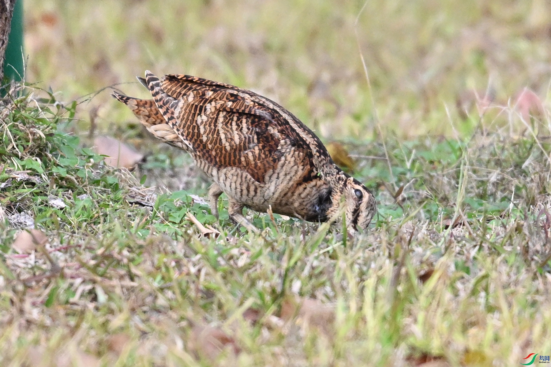 DSC_8550.JPG