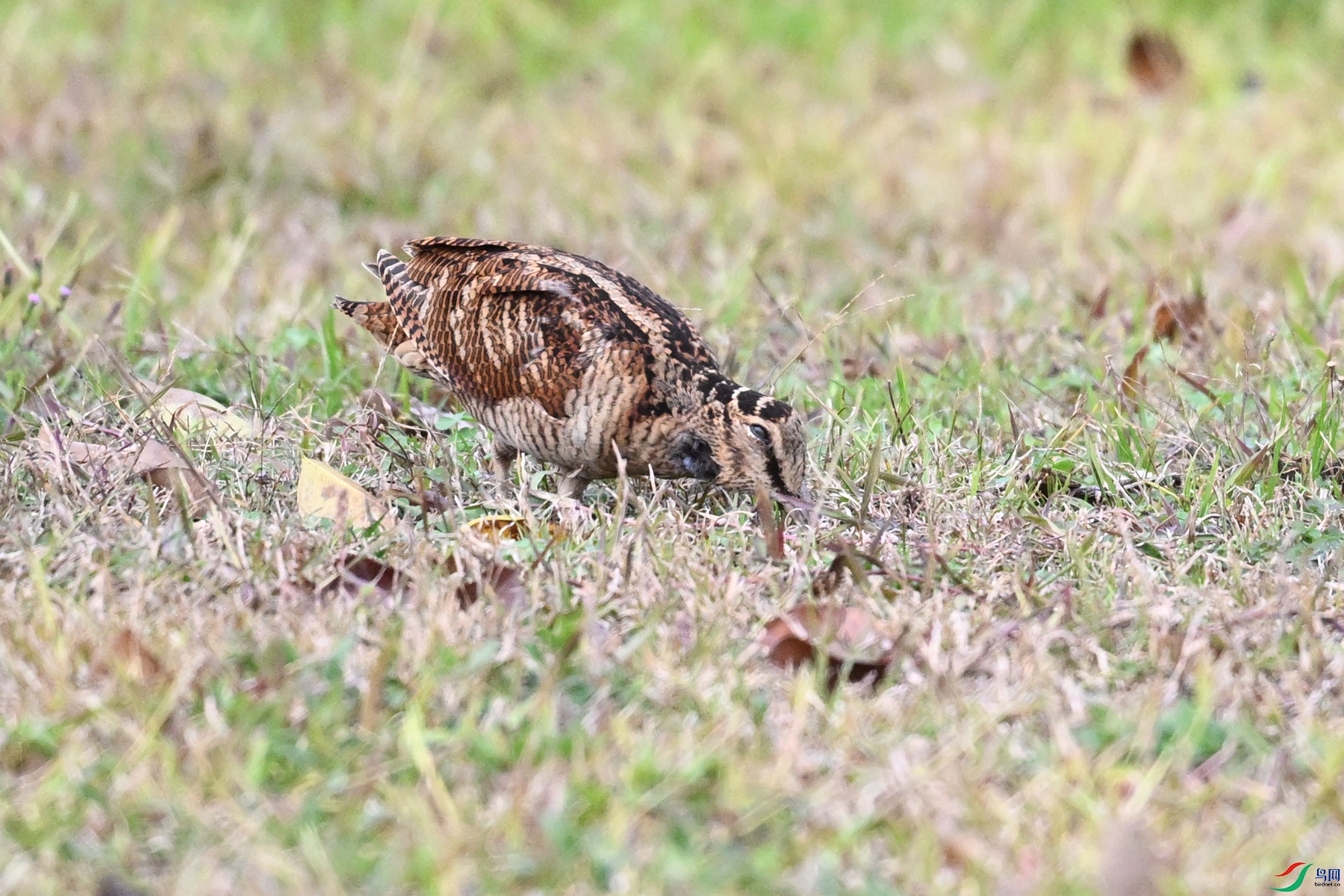 DSC_8611.JPG
