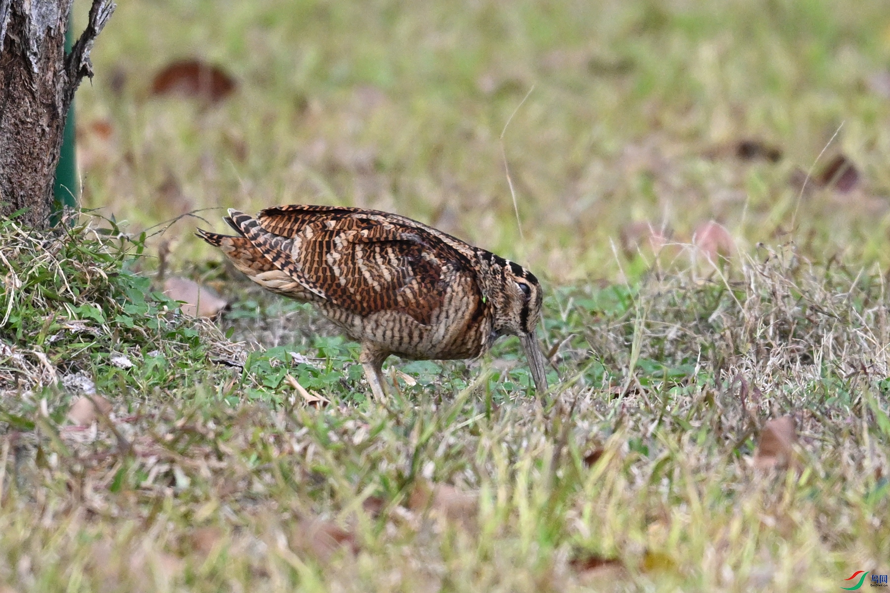 DSC_8552.JPG