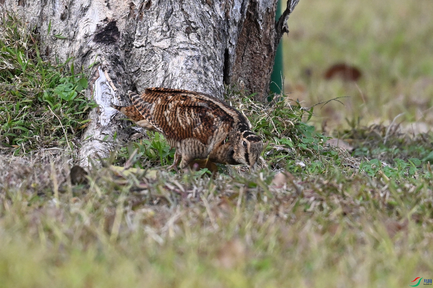 DSC_8593.JPG