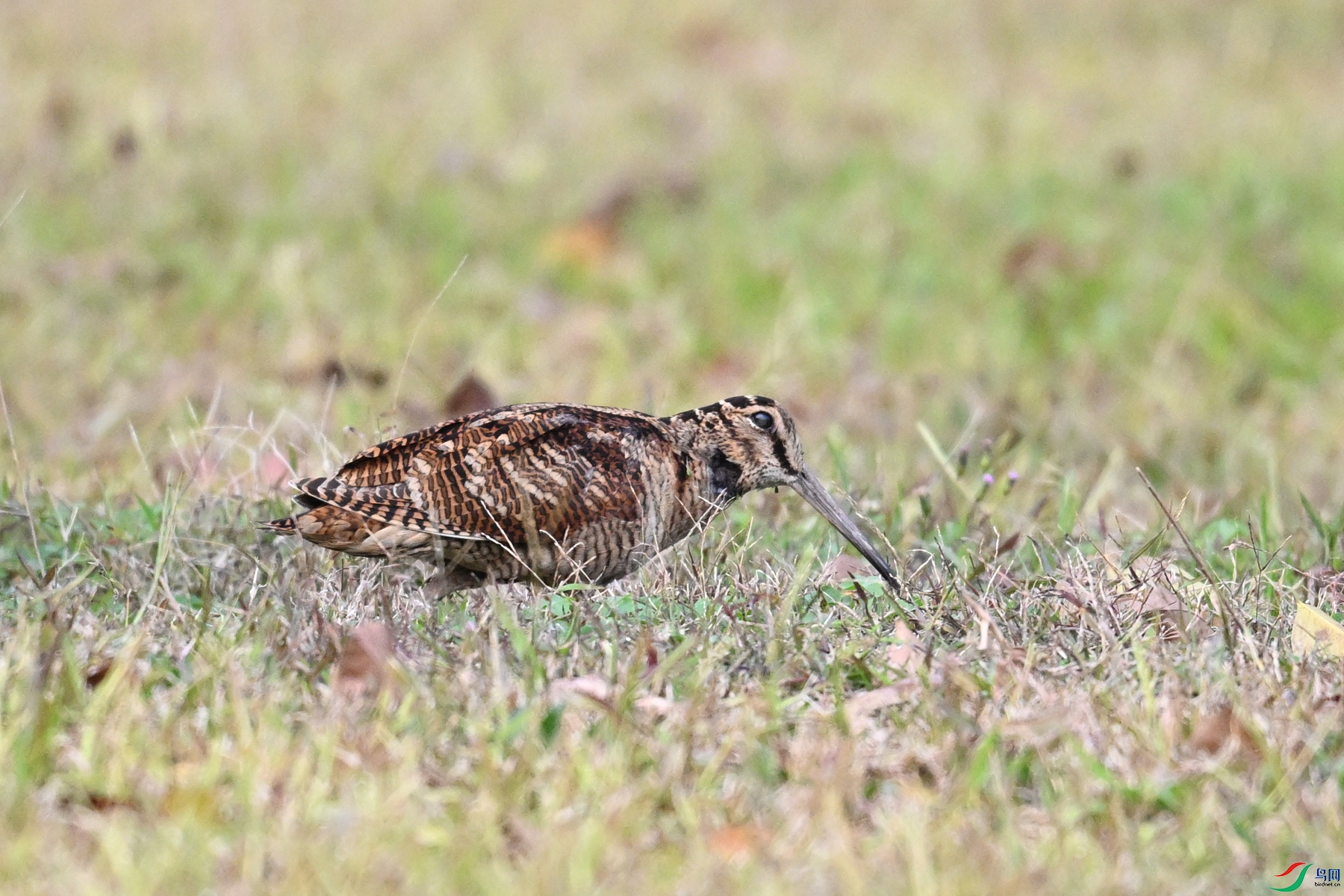 DSC_8596.JPG