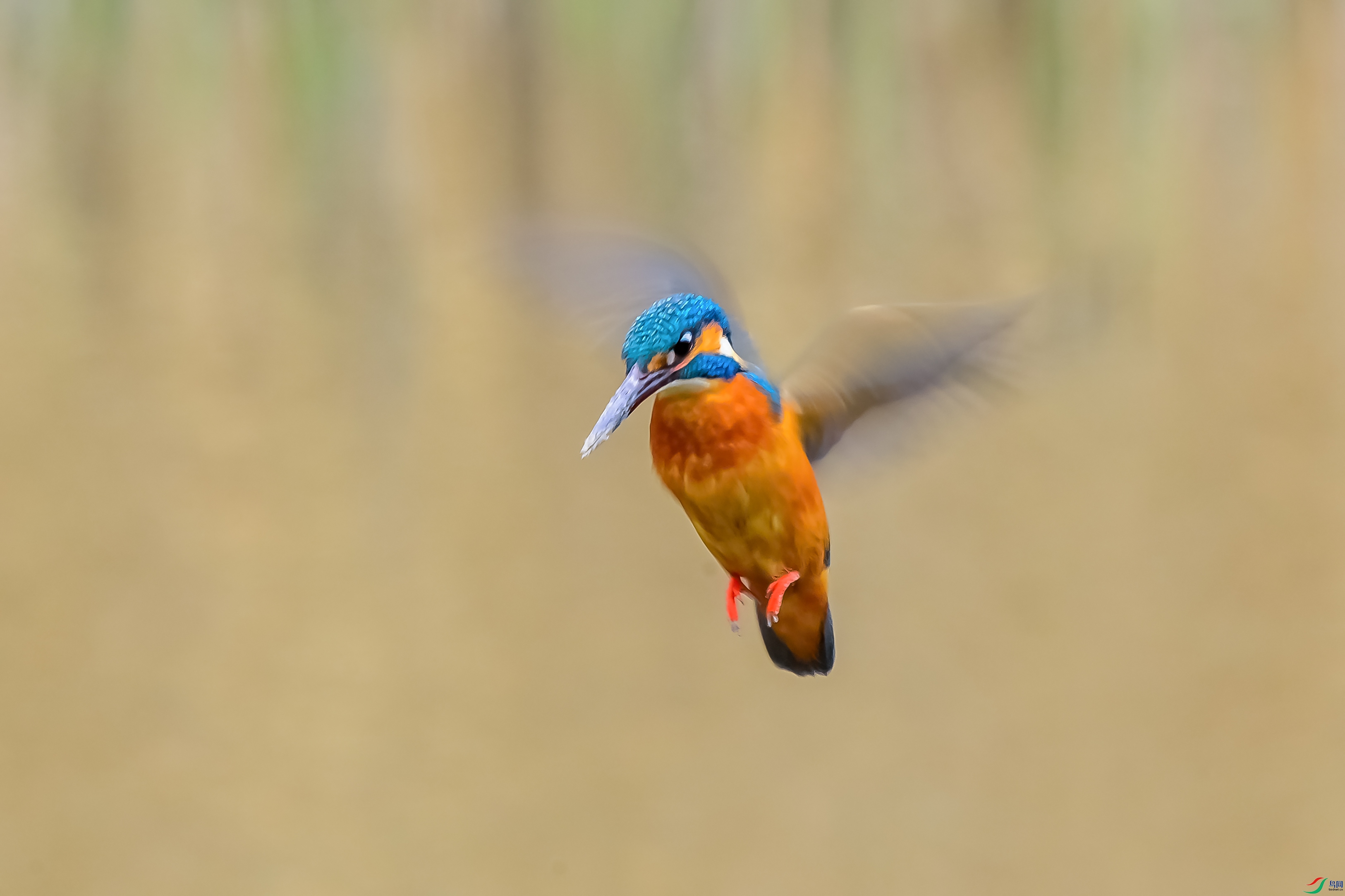 c6546ed80ff9f2793517cfafaa8dde4a.jpg