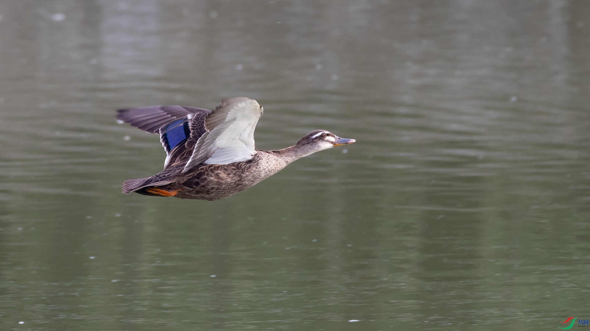 a_321532.jpg
