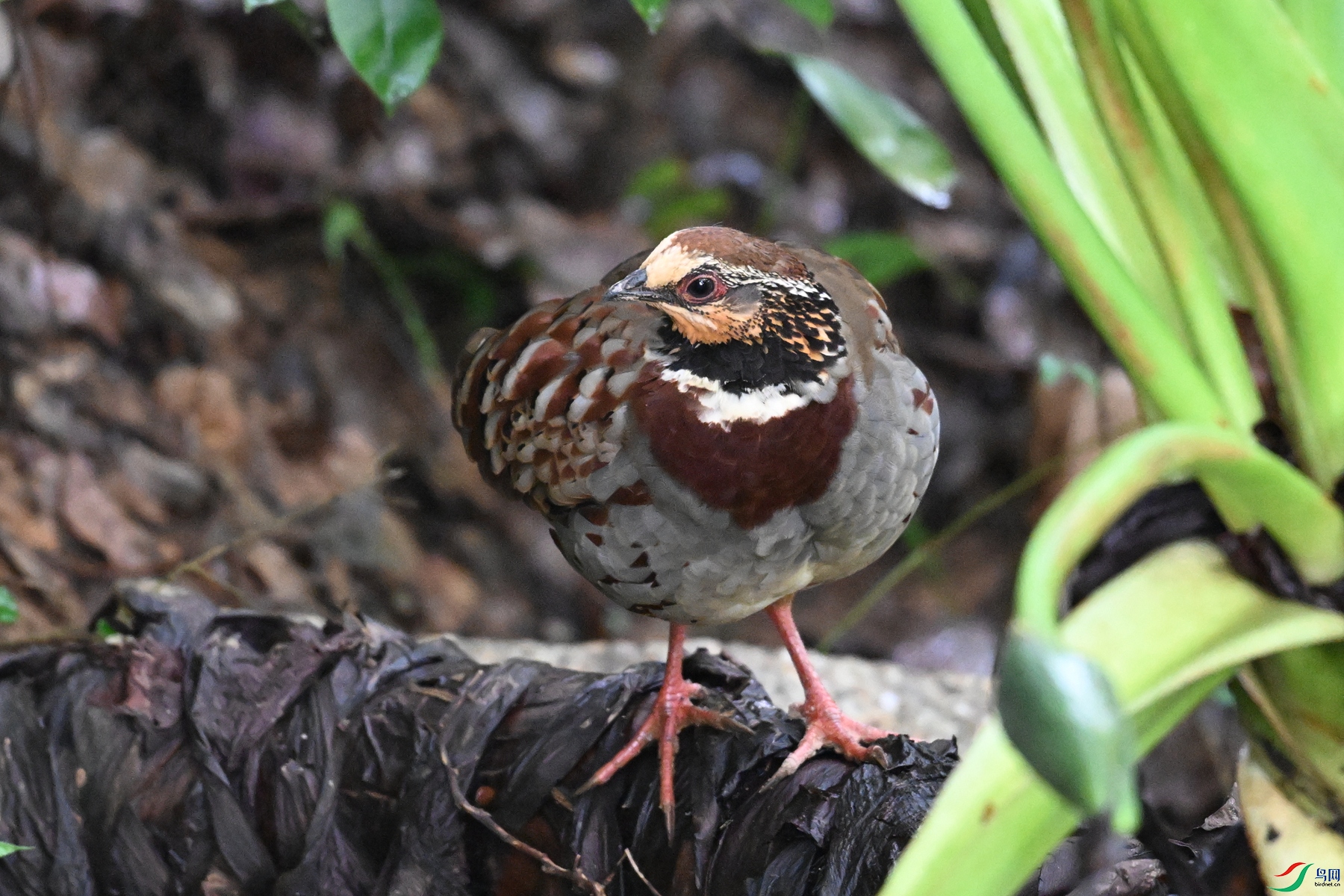 DSC_3701.JPG