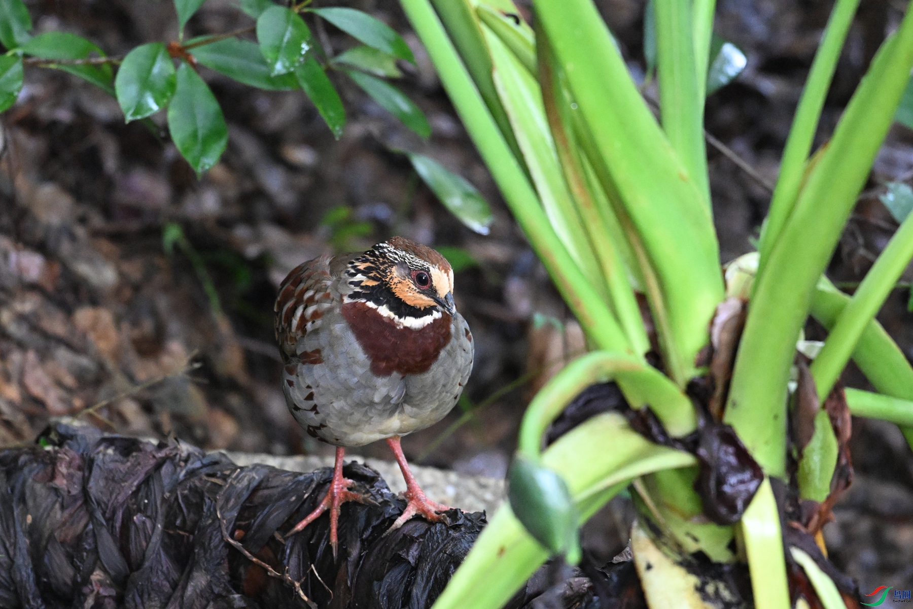 DSC_3742.JPG