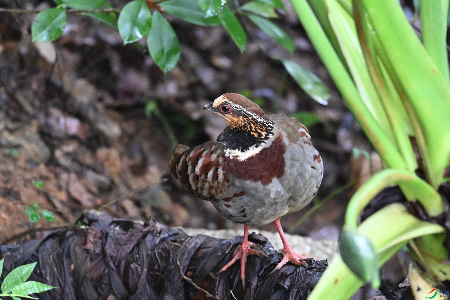 DSC_3702.JPG
