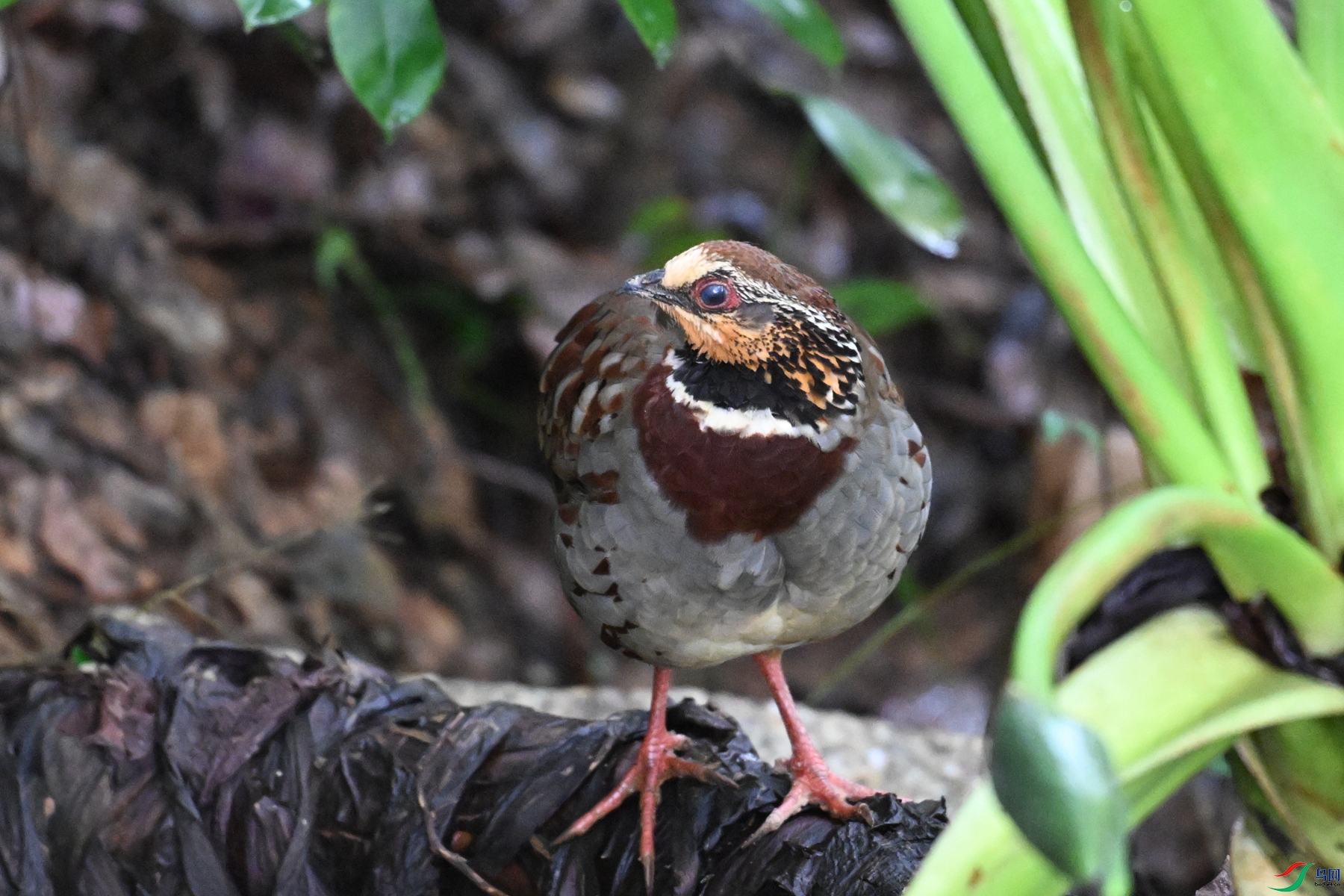 DSC_3726.JPG