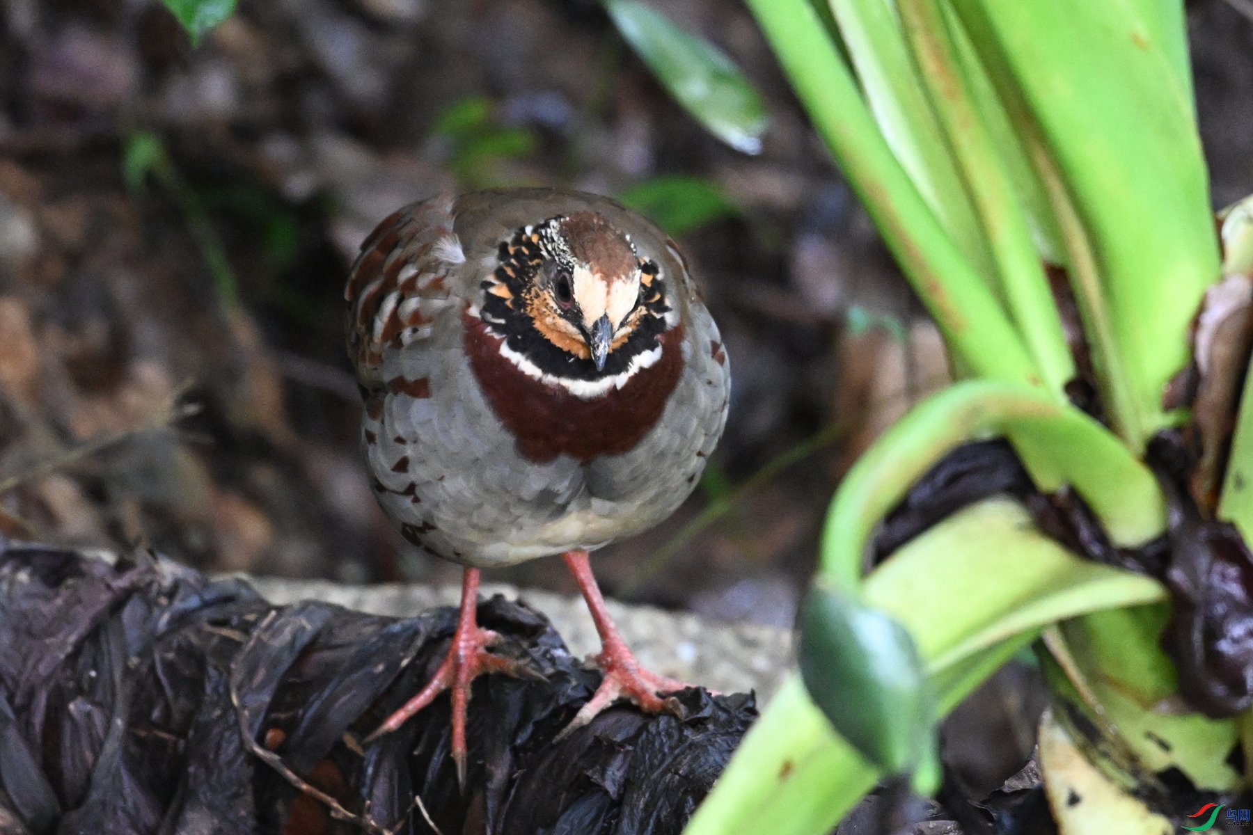 DSC_3745.JPG