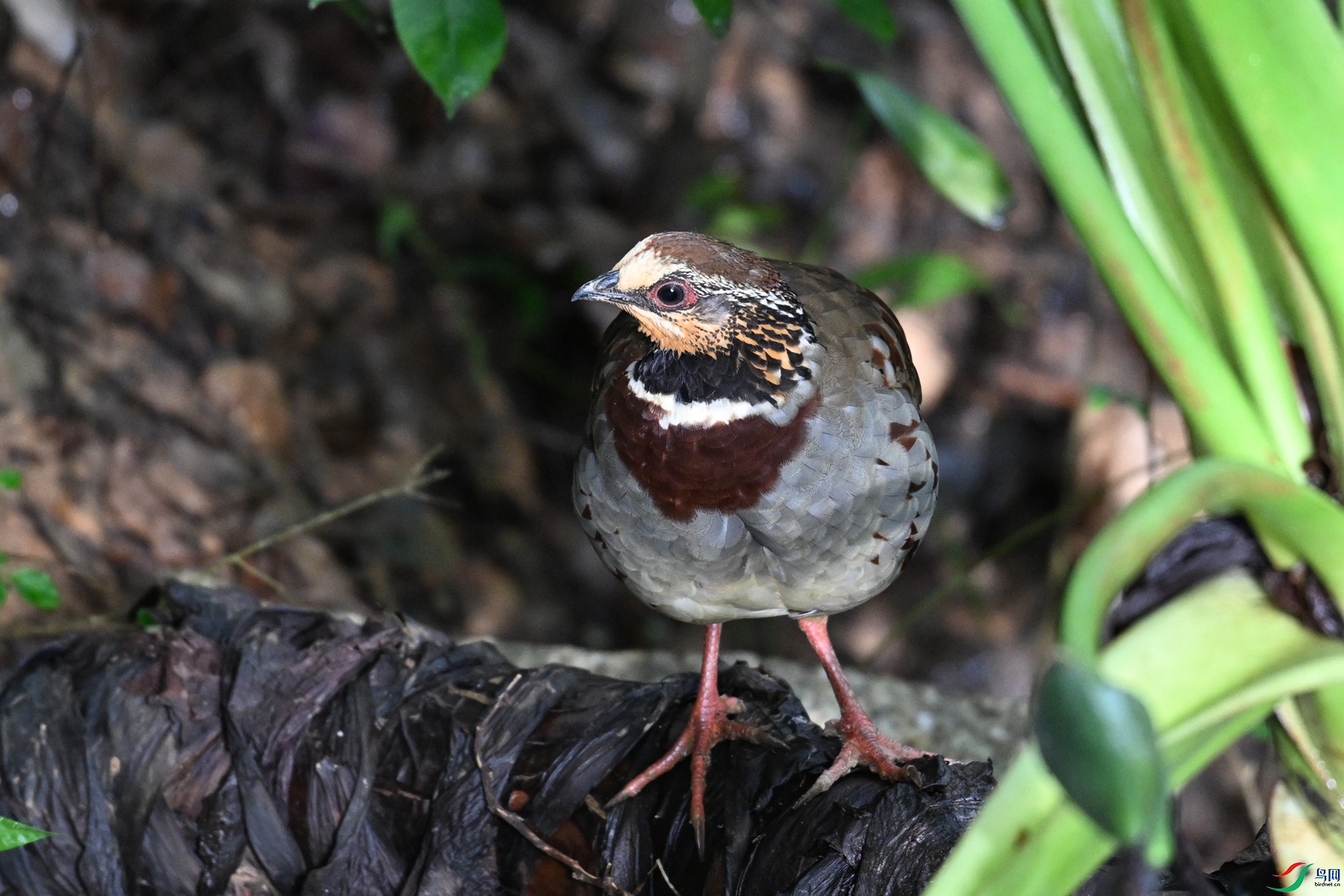 DSC_3773.JPG