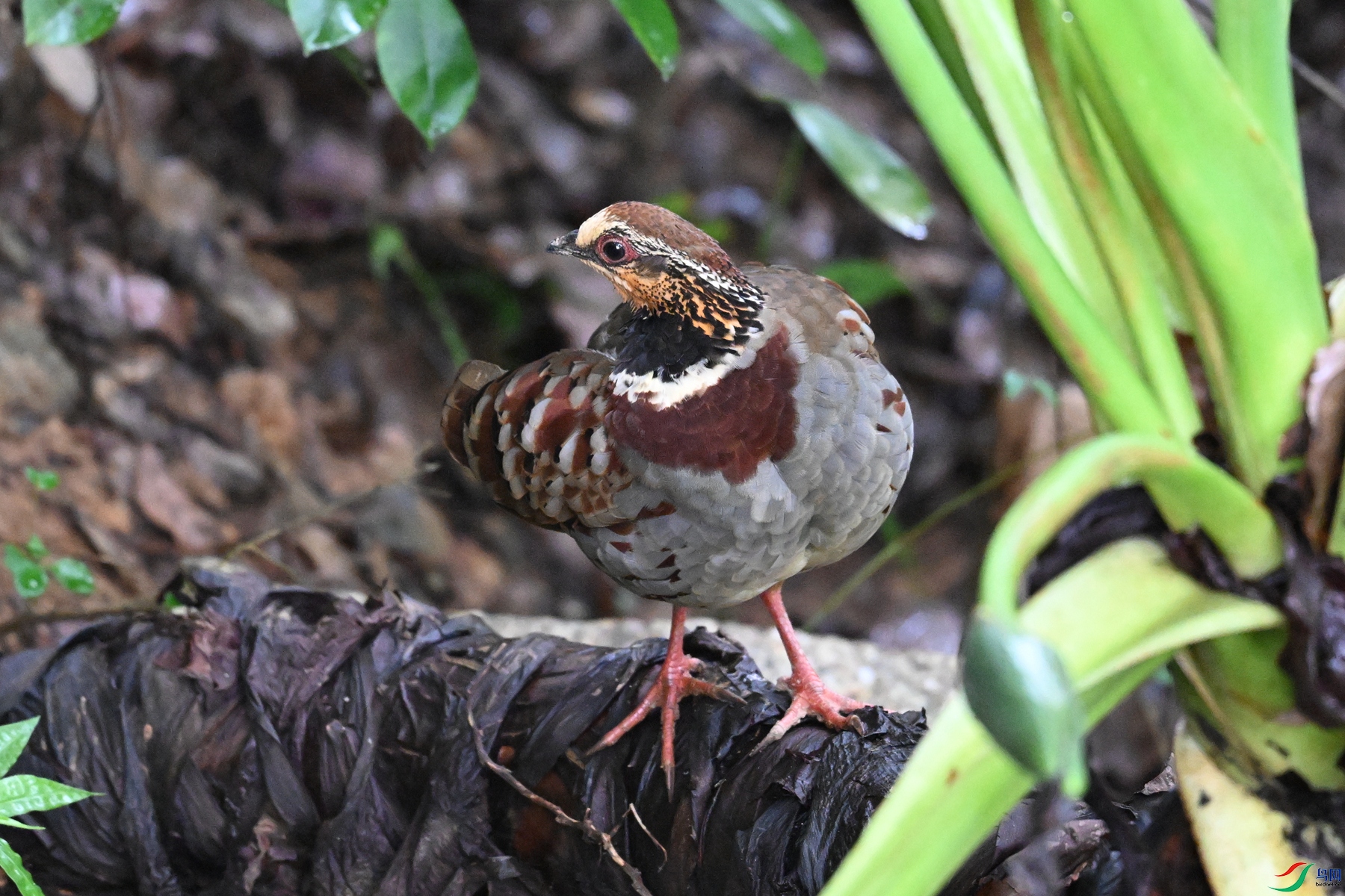 DSC_3704.JPG