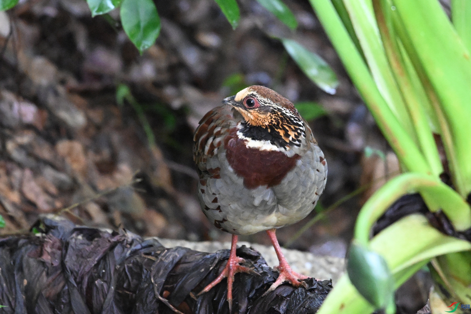 DSC_3729.JPG
