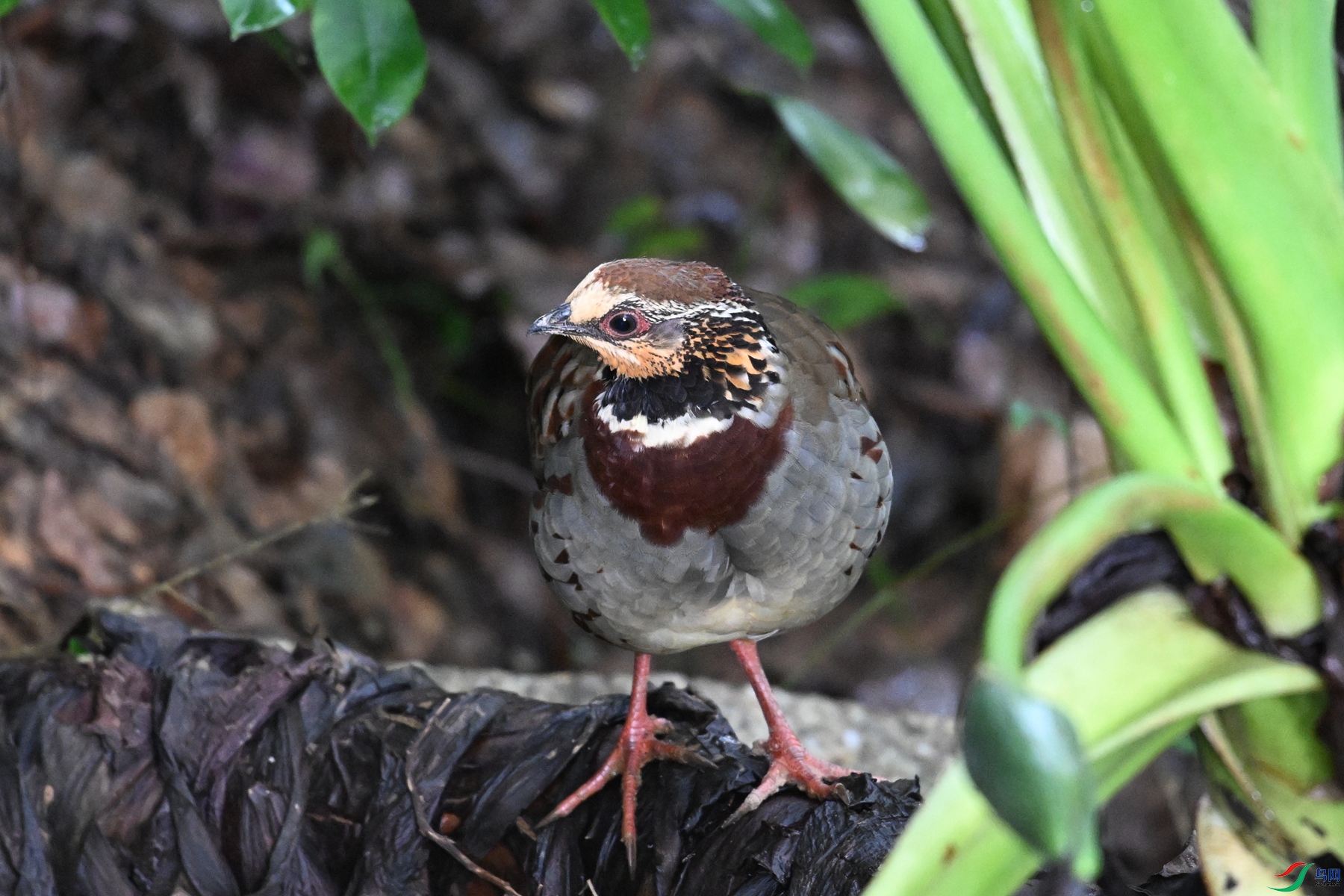 DSC_3748.JPG
