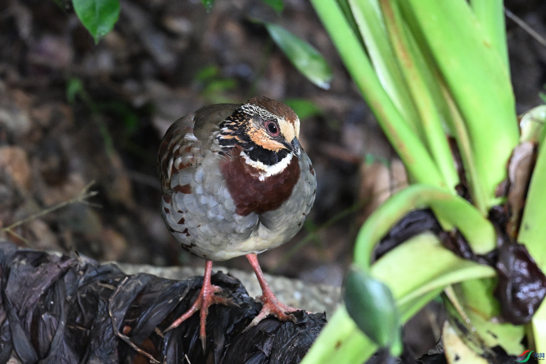 DSC_3762.JPG
