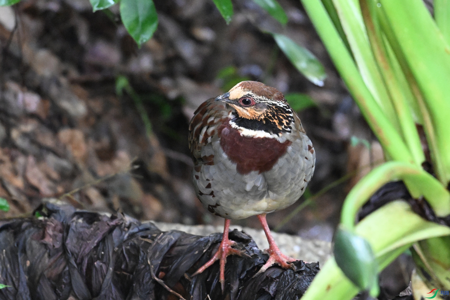DSC_3732.JPG