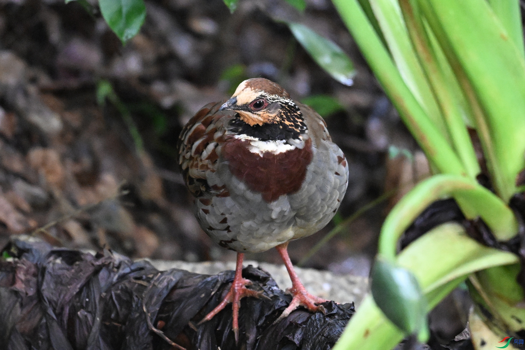 DSC_3709.JPG