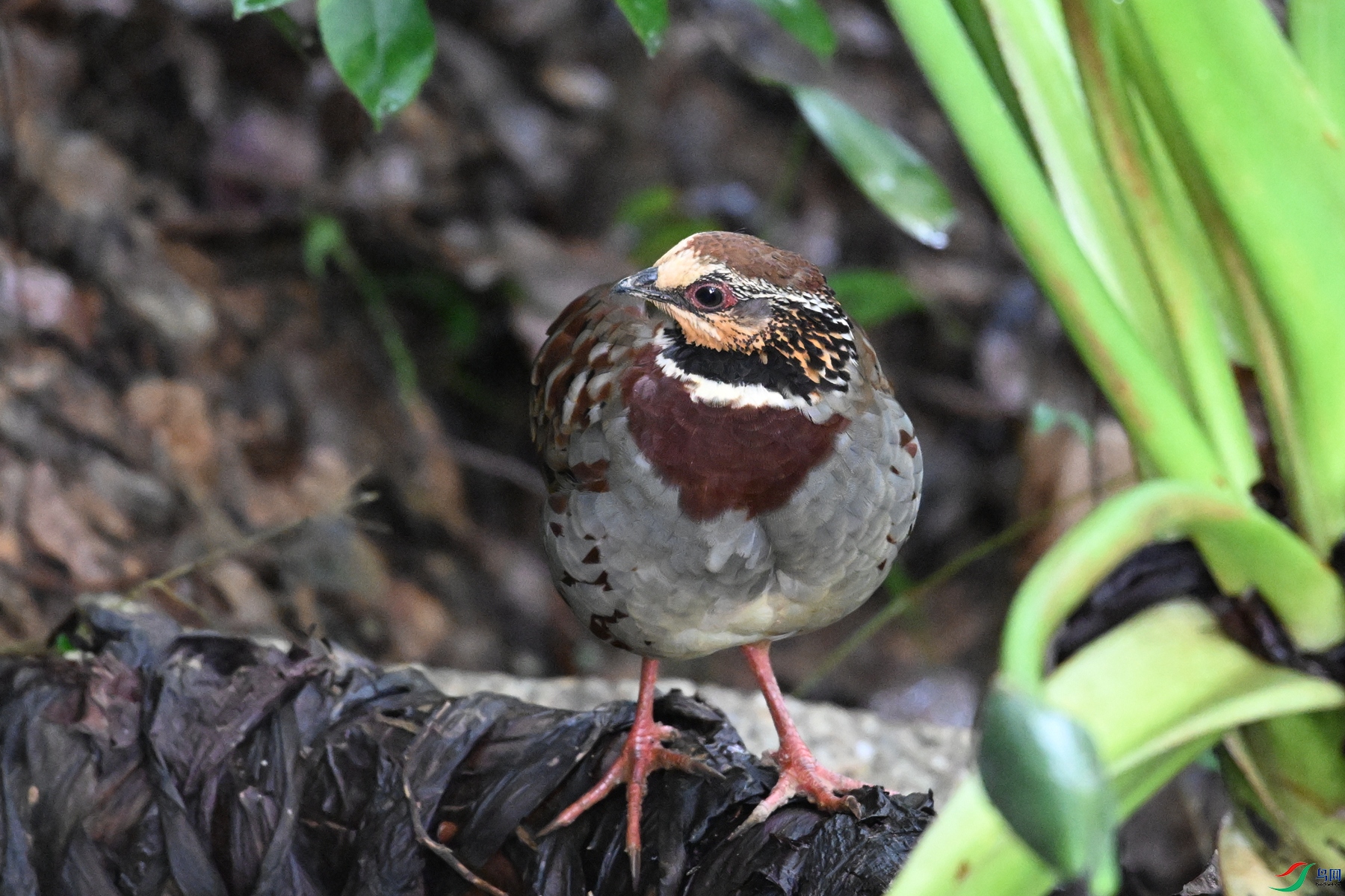 DSC_3735.JPG