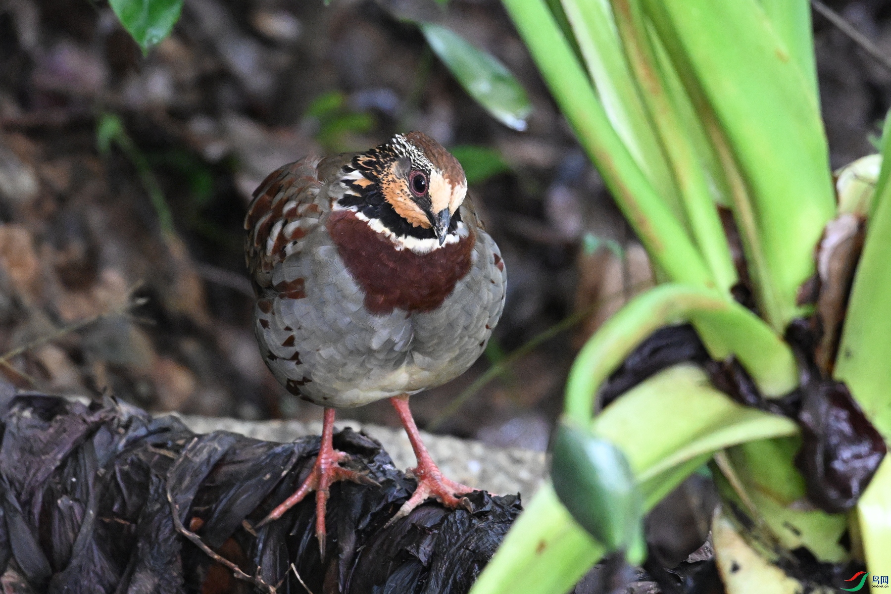 DSC_3737.JPG