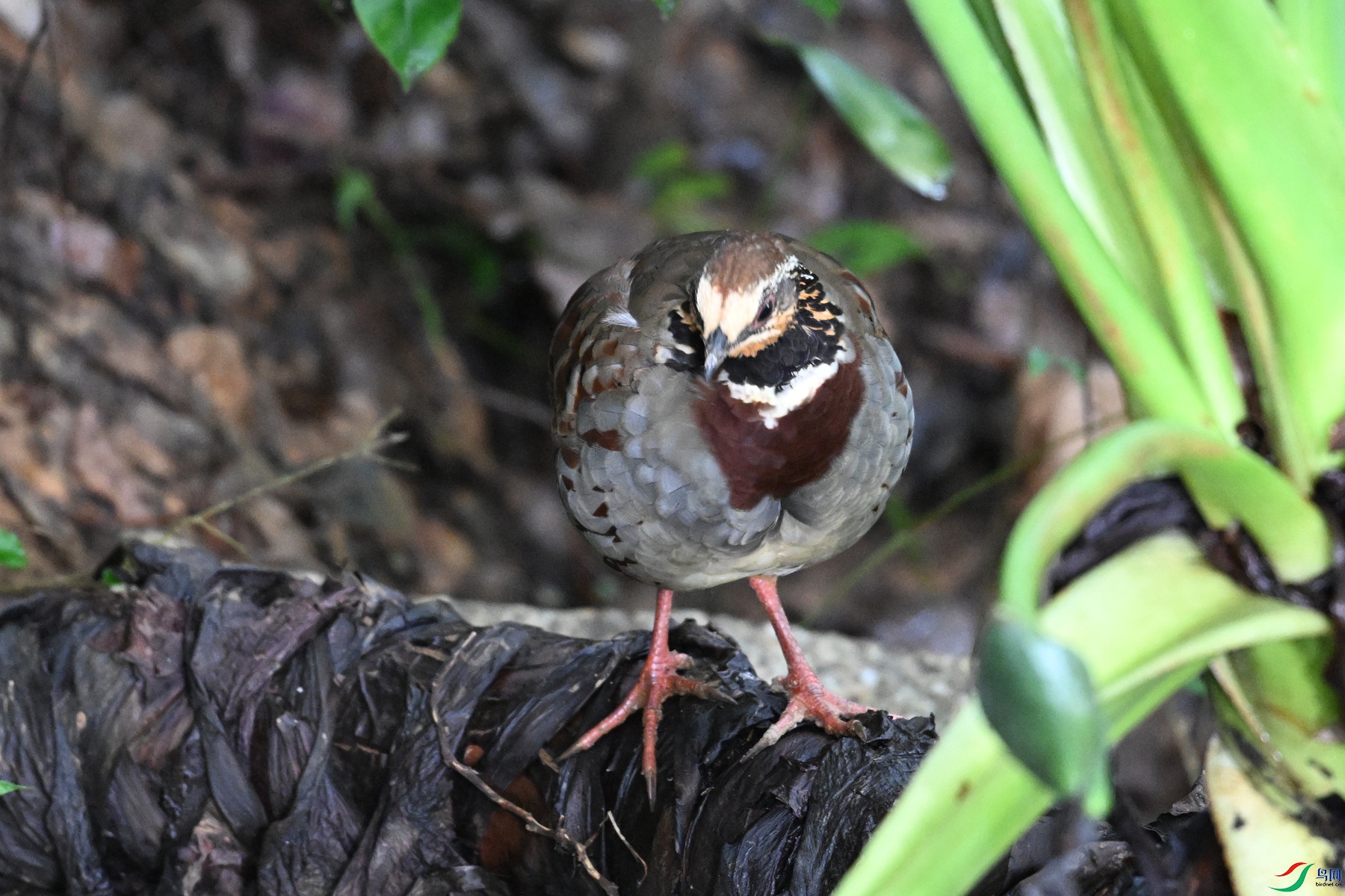 DSC_3756.JPG