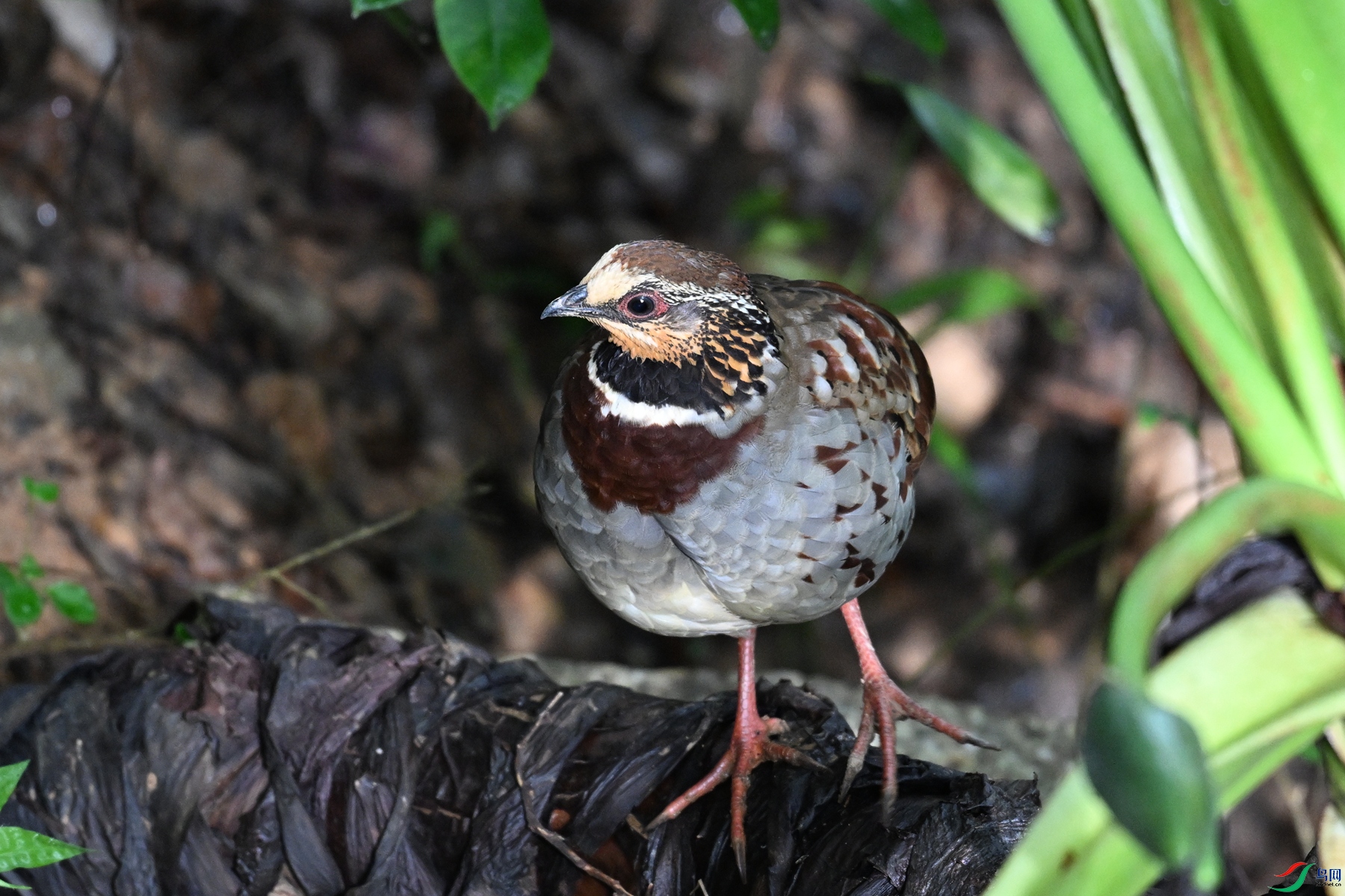 DSC_3774.JPG