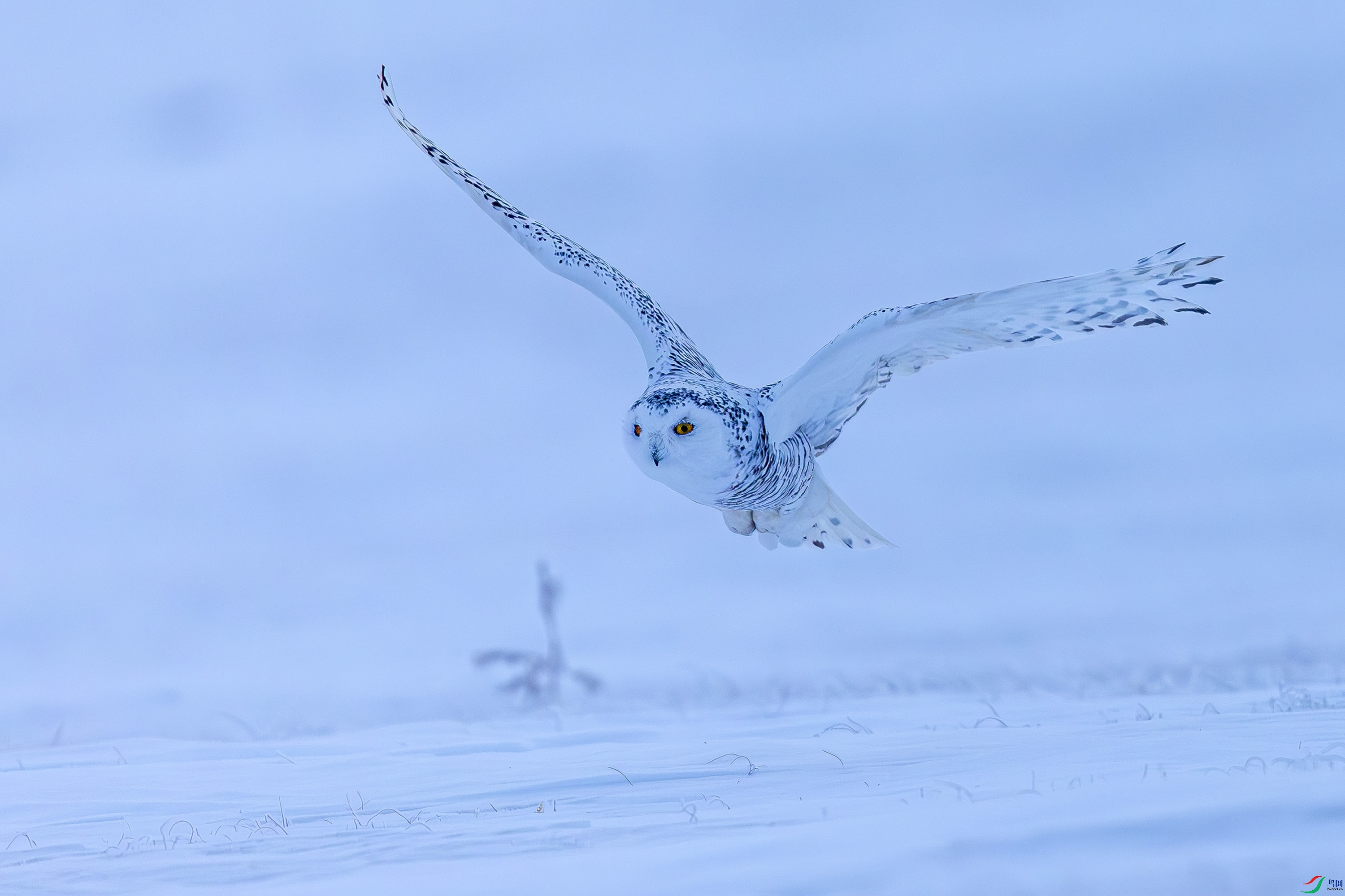 _72A2495-����ǿ-NR.JPG