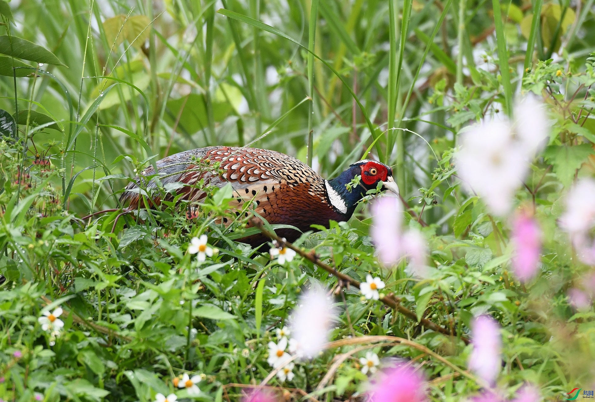 DSC_2379.jpg