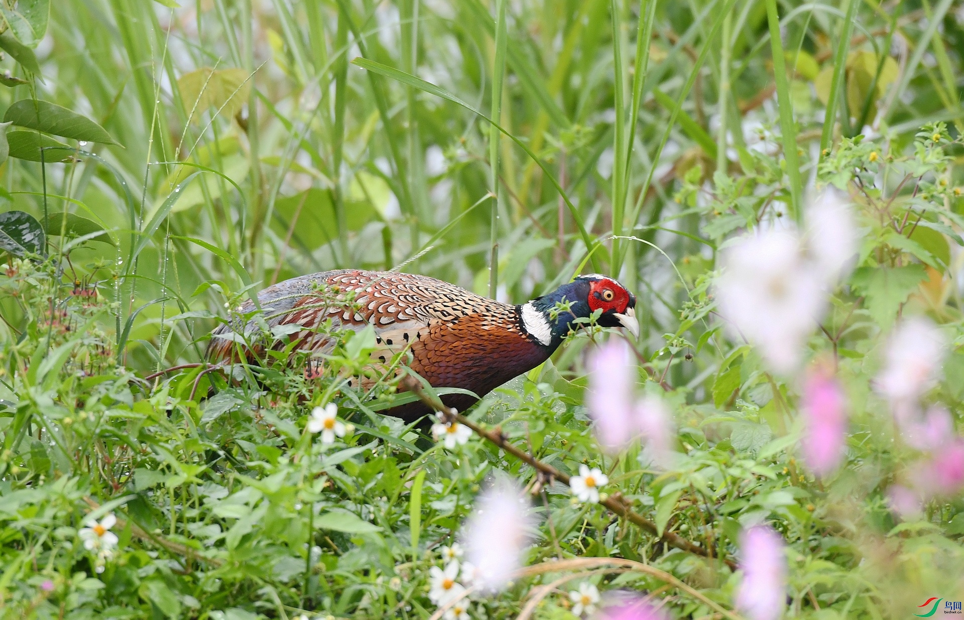 DSC_2377.jpg