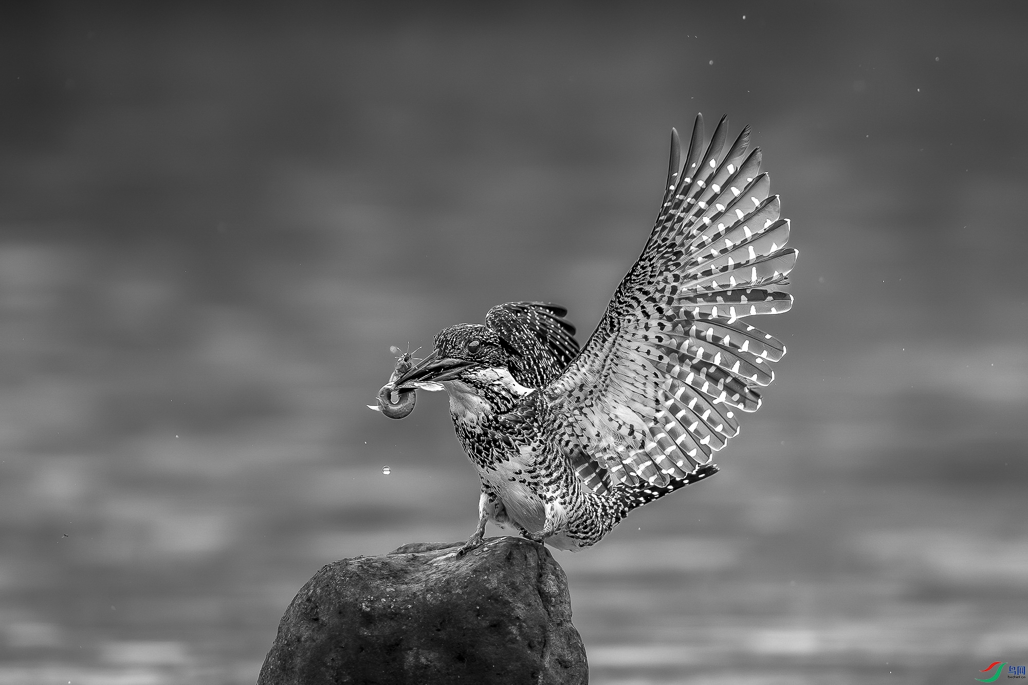 _DSC5942..jpg