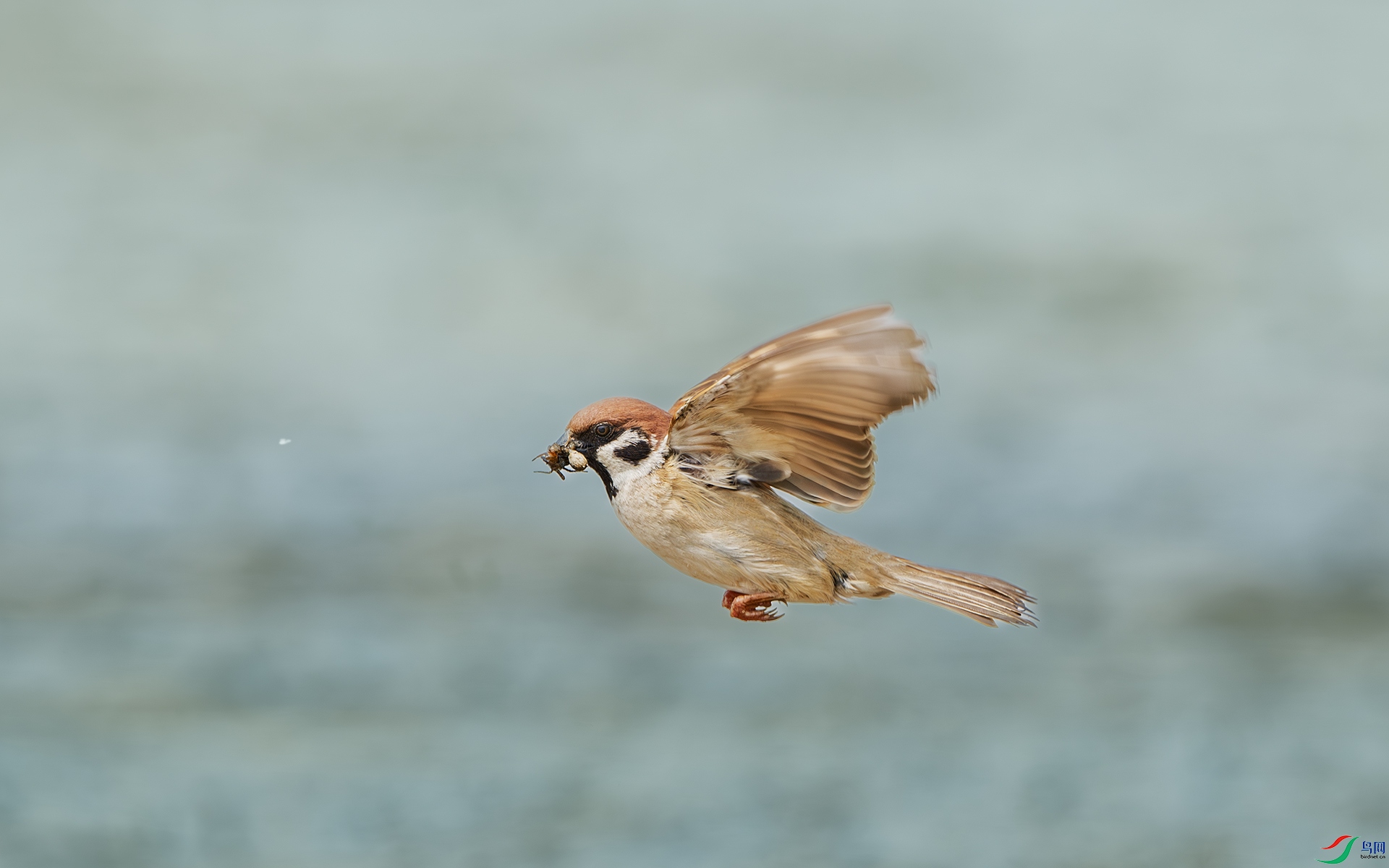 DSC_8689-����ǿ-NR ����.jpg
