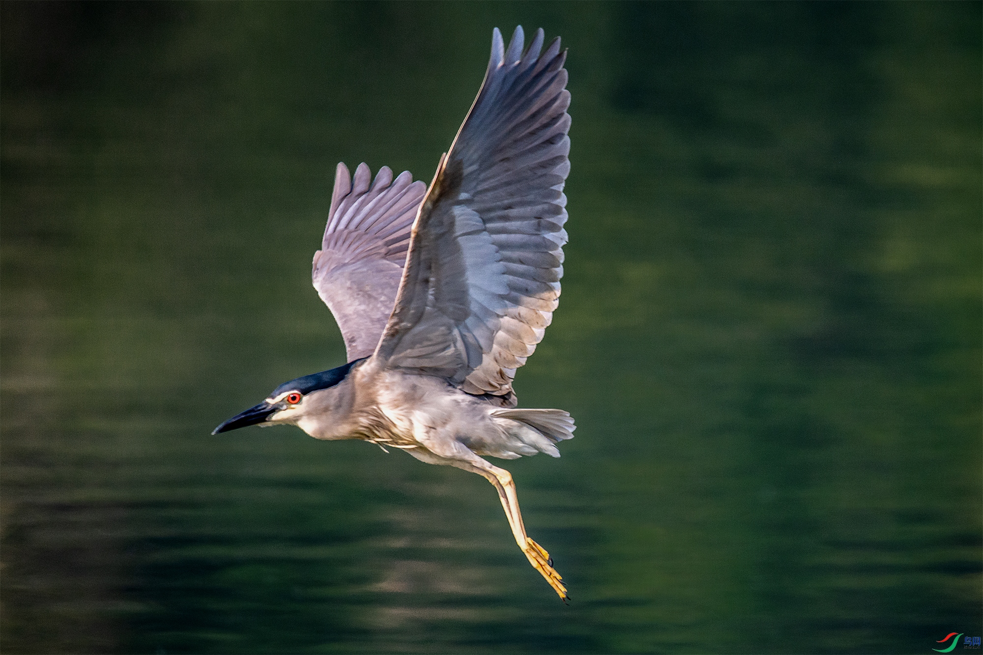 DSC_4429a.jpg
