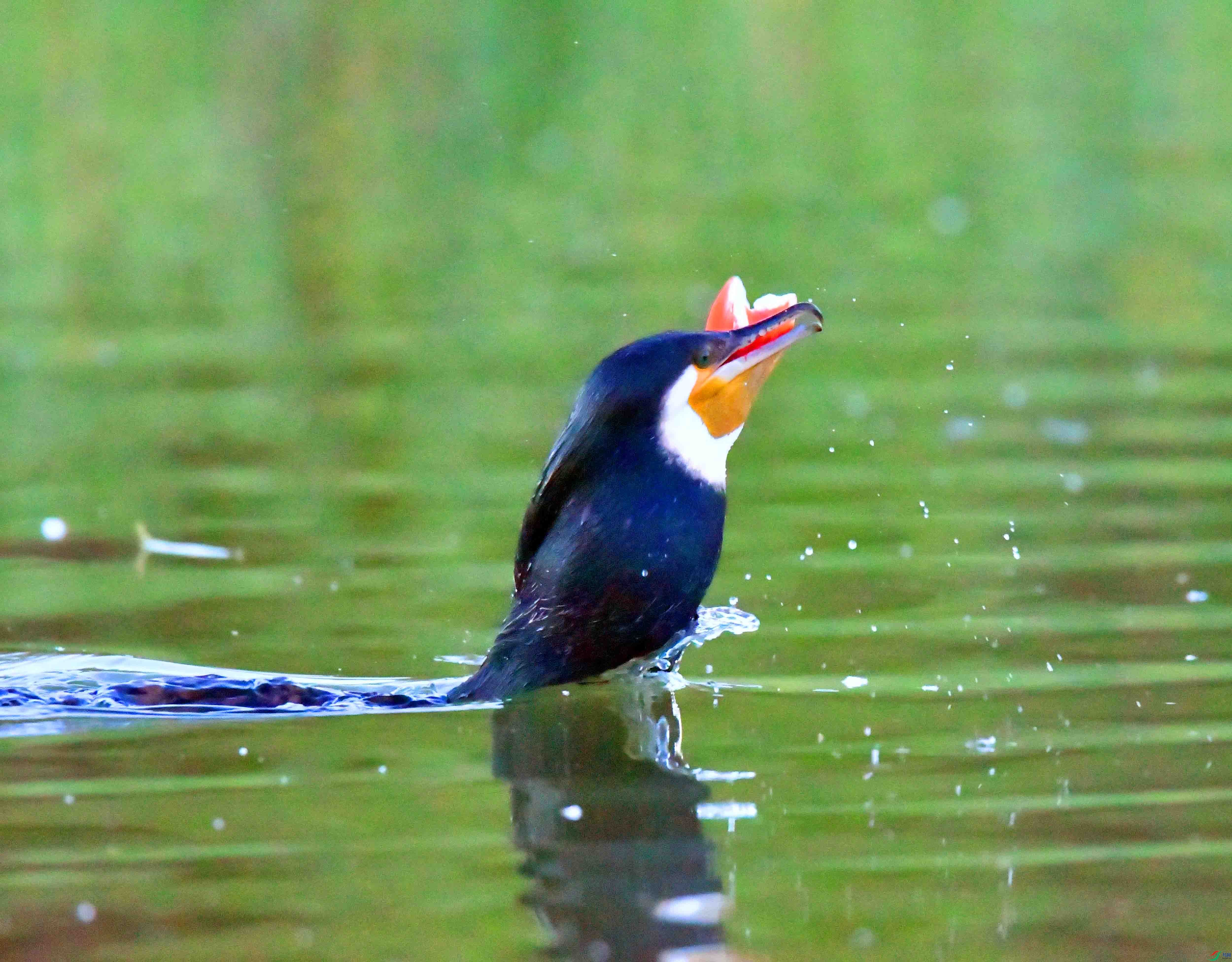 DSC_2020.JPG