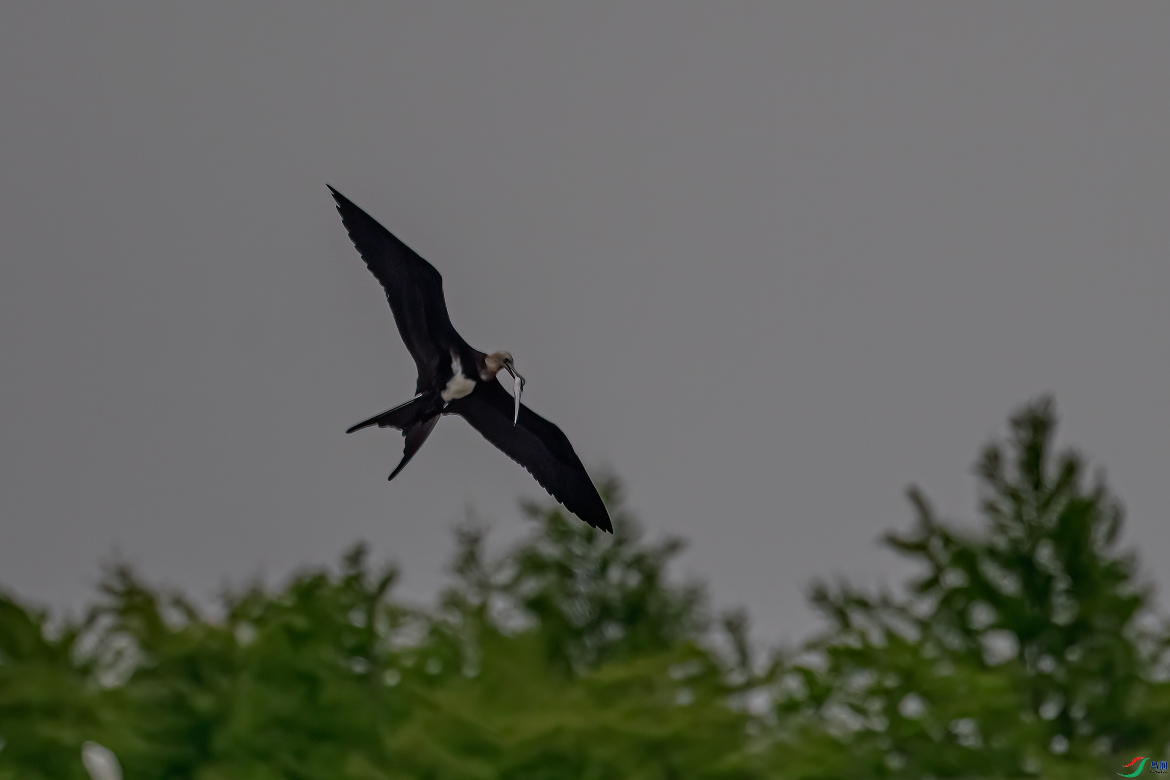 DSC_3746-11.jpg