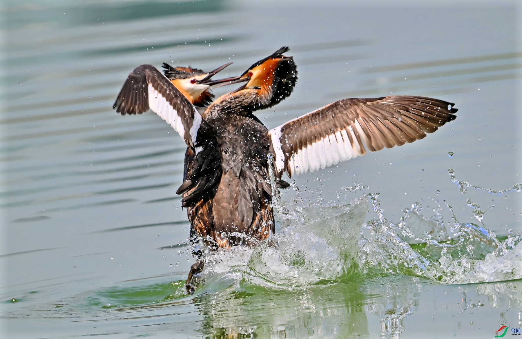DSC_0978---_conew1.jpg