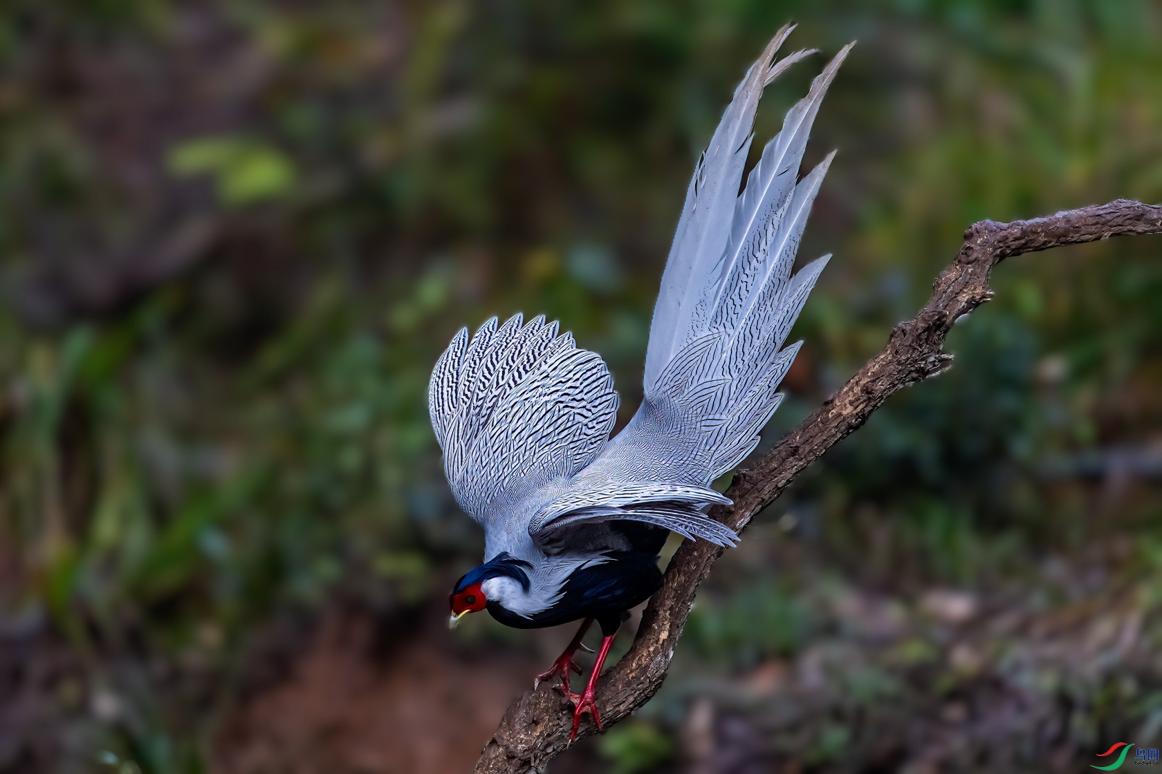 DSC_3233-11.jpg