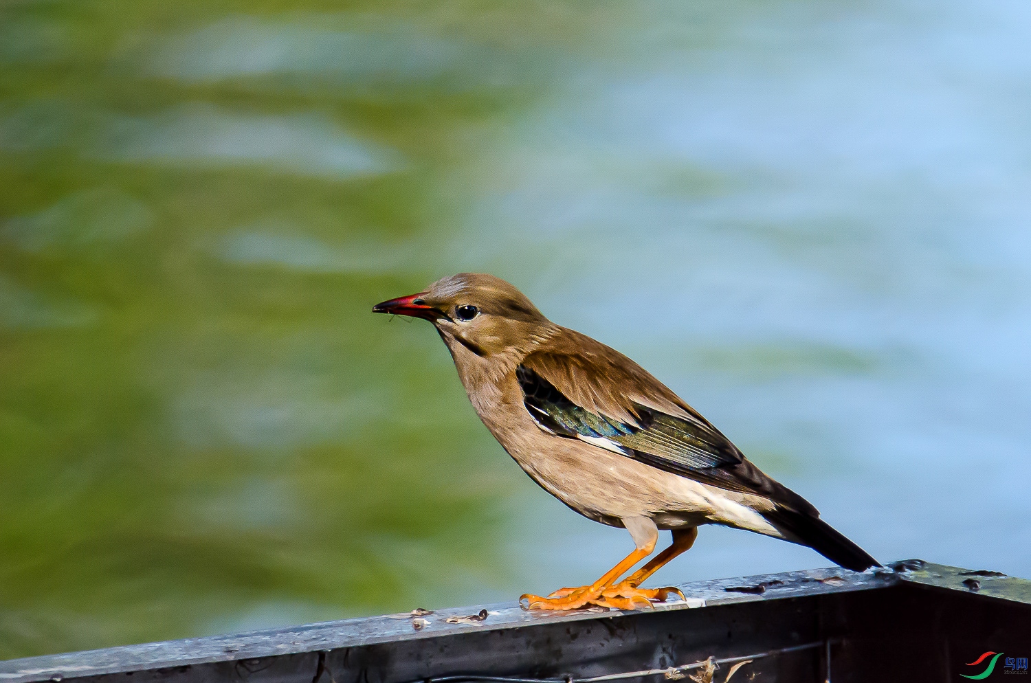 DSC_7528.jpg