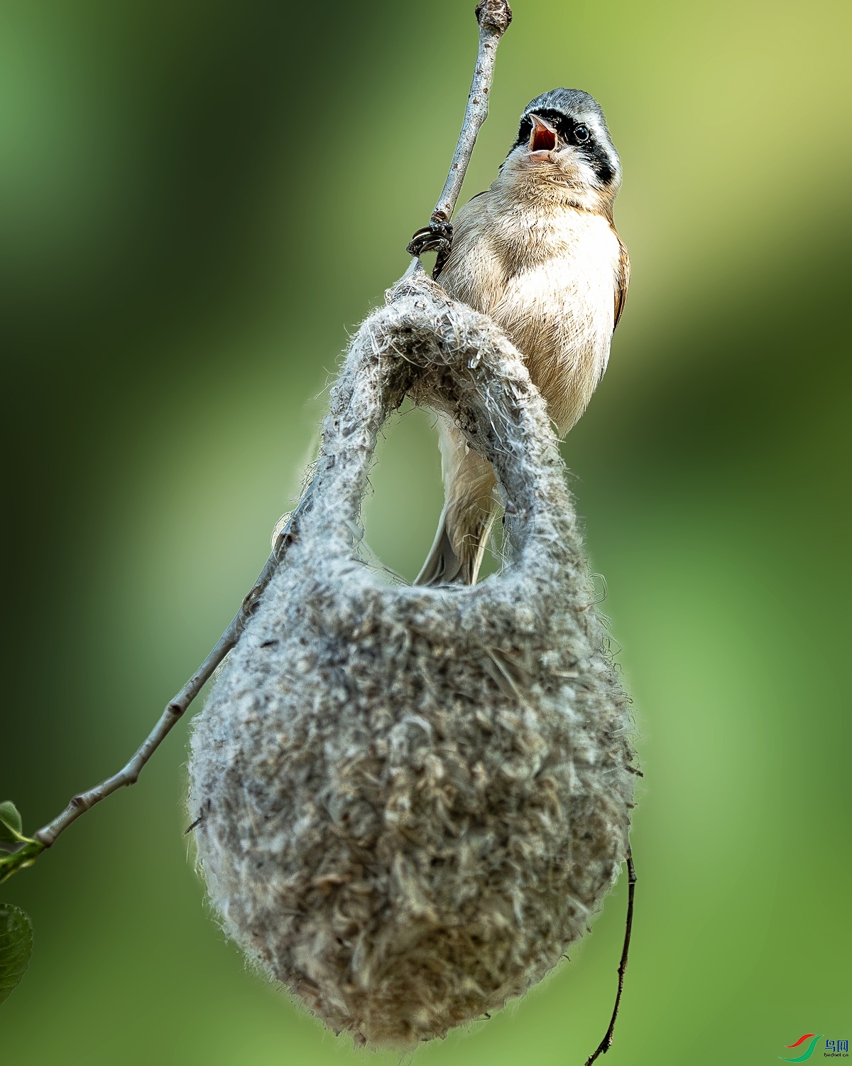DSC04757-����ǿ-NR.JPG