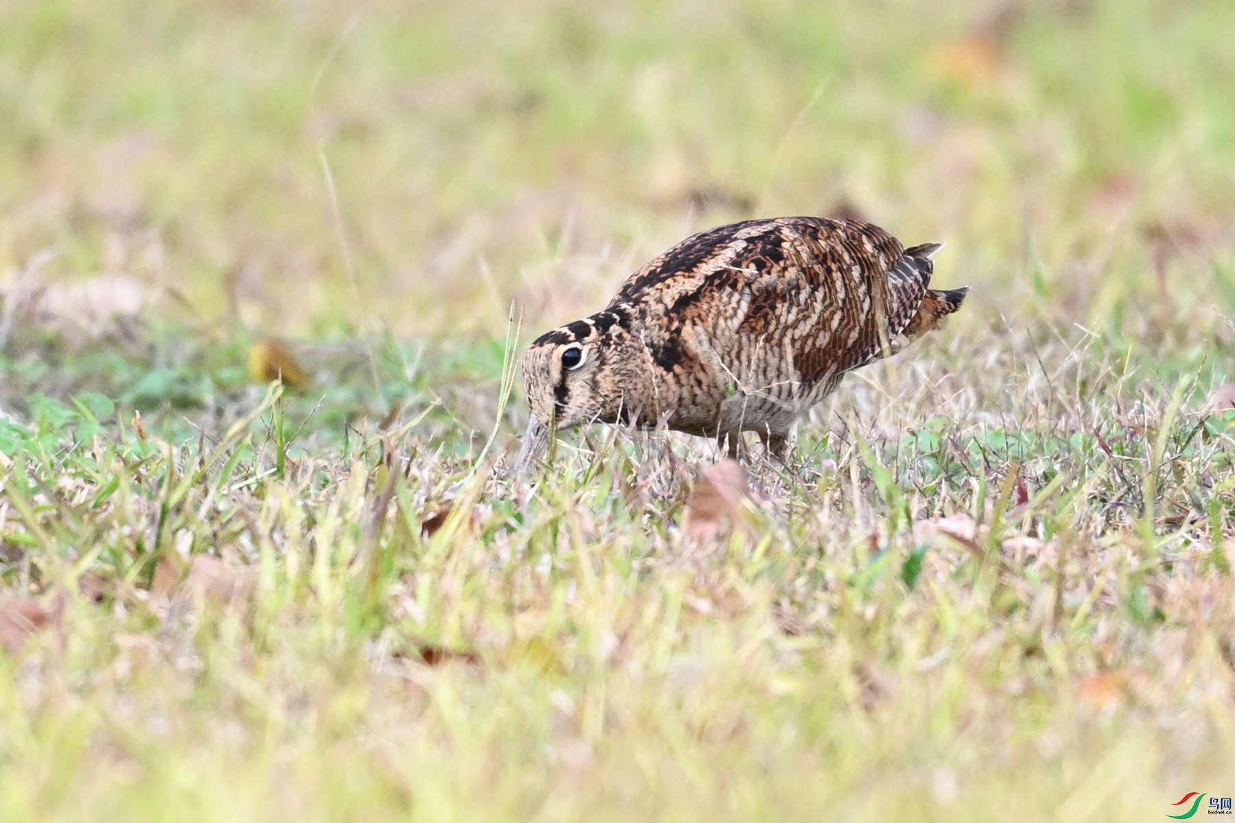 DSC_8558.JPG