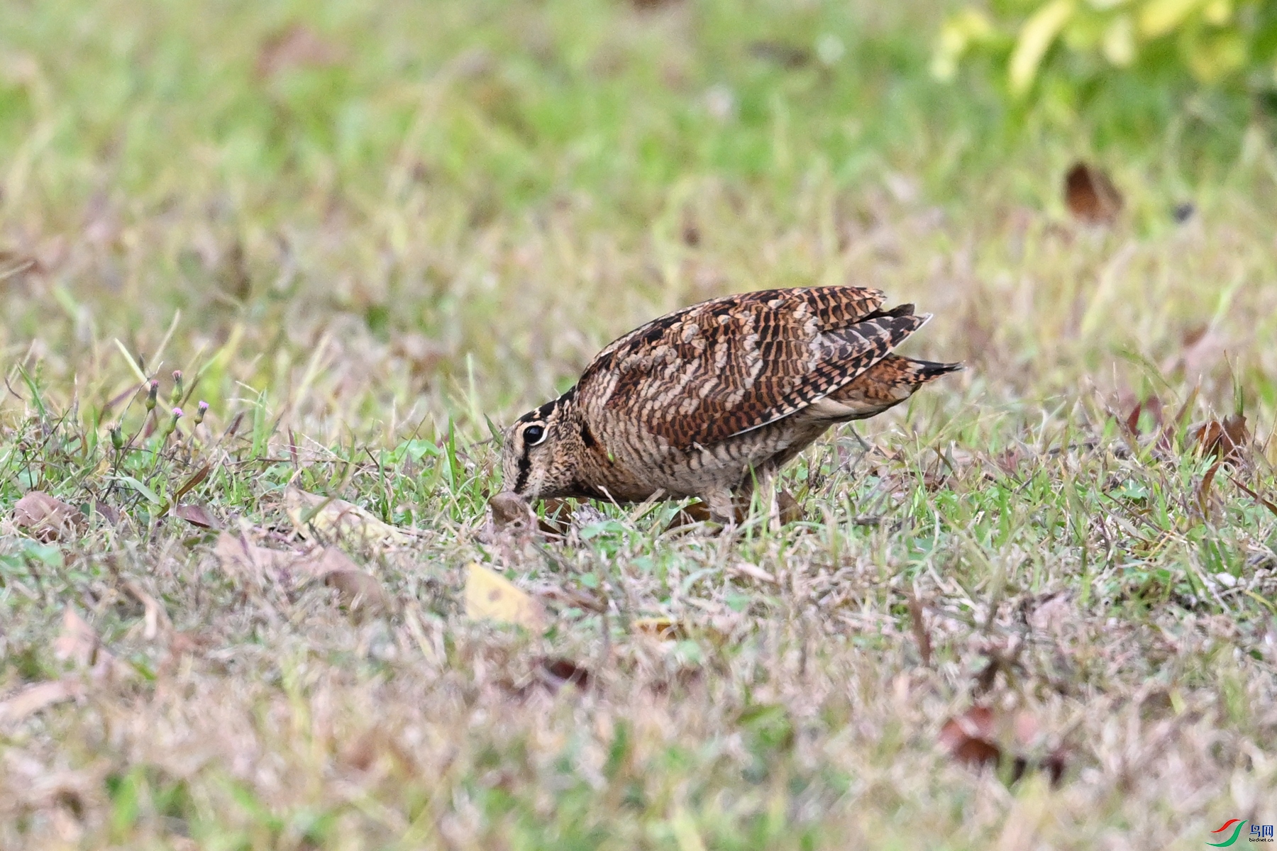 DSC_8619.JPG