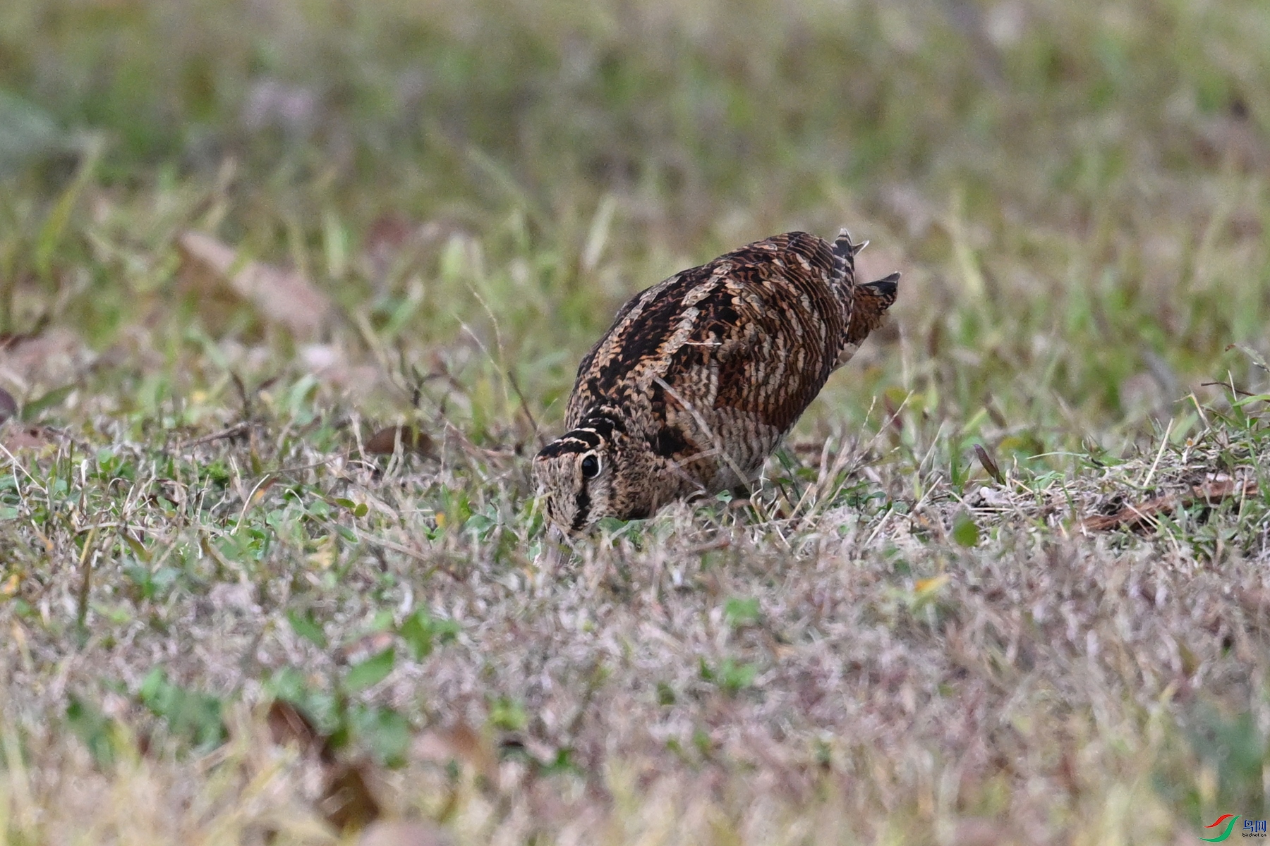 DSC_8638.JPG