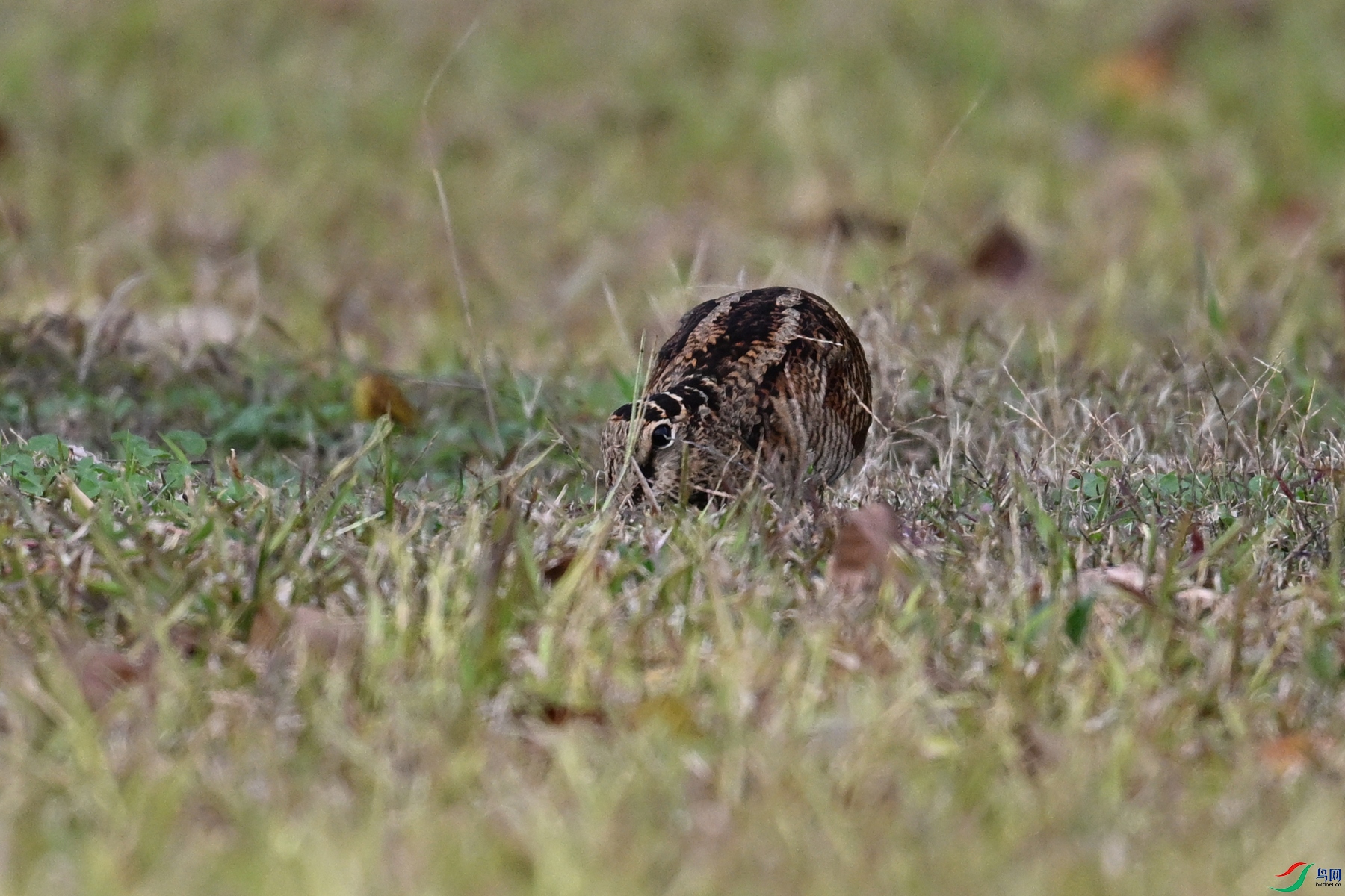 DSC_8556.JPG