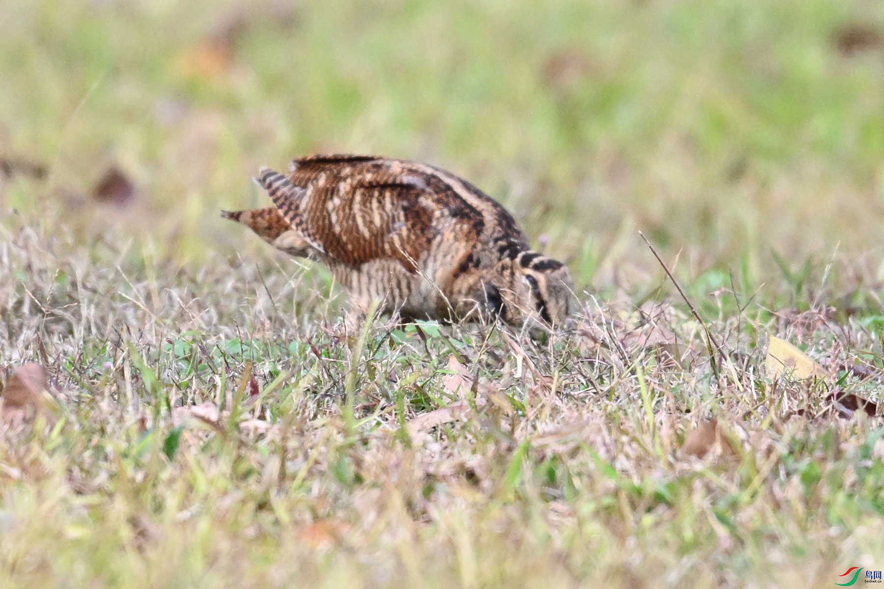 DSC_8602.JPG
