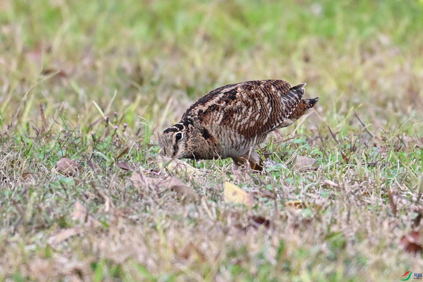 DSC_8623.JPG
