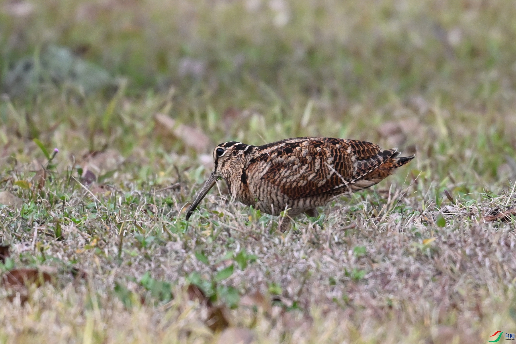 DSC_8642.JPG